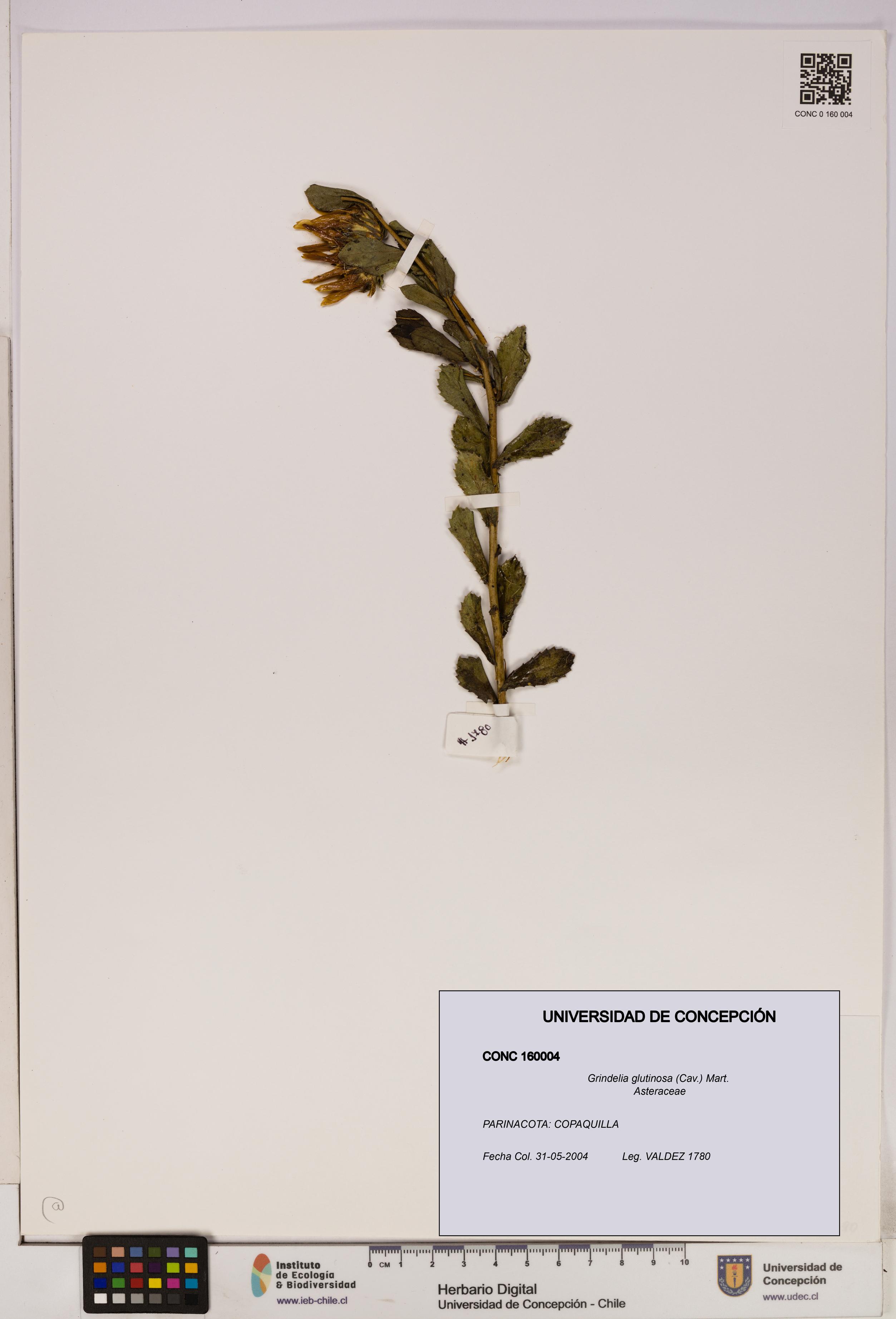 Grindelia glutinosa [Espécimen: UDEC:CONC:0160004]