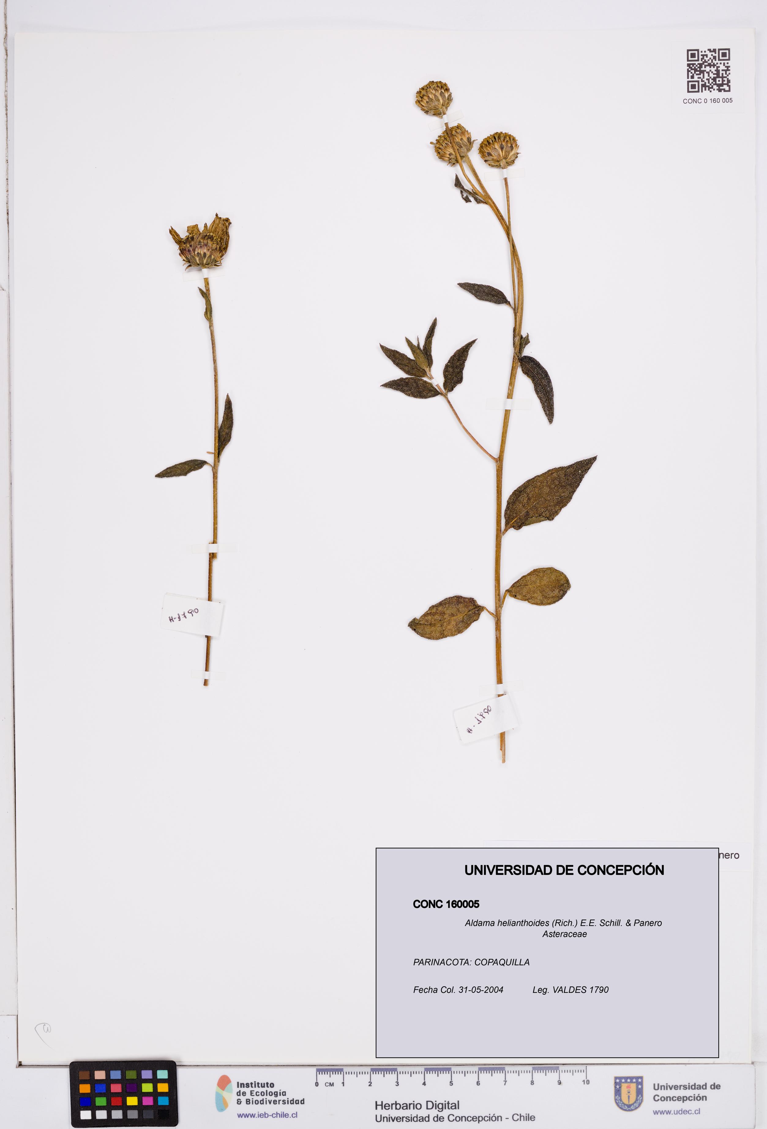 Aldama helianthoides [Espécimen: ]