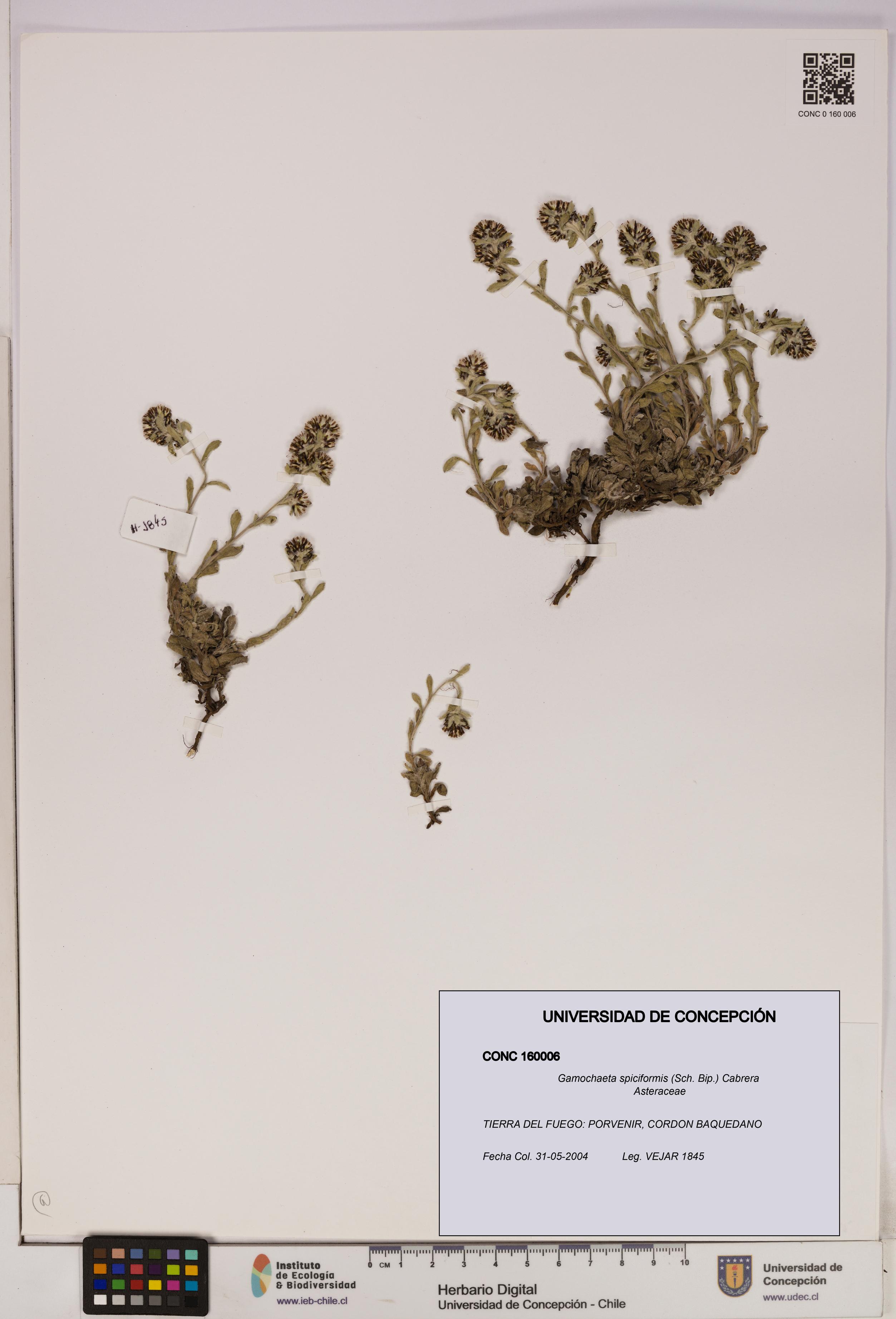 Gamochaeta spiciformis [Espécimen: UDEC:CONC:0160006]