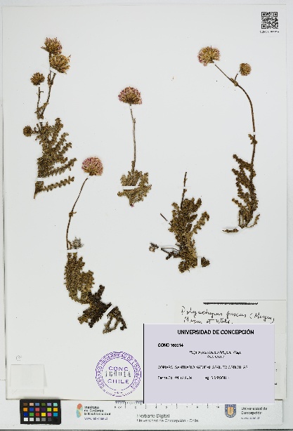 Polyachyrus fuscus [Espécimen: UDEC:CONC:0160014]