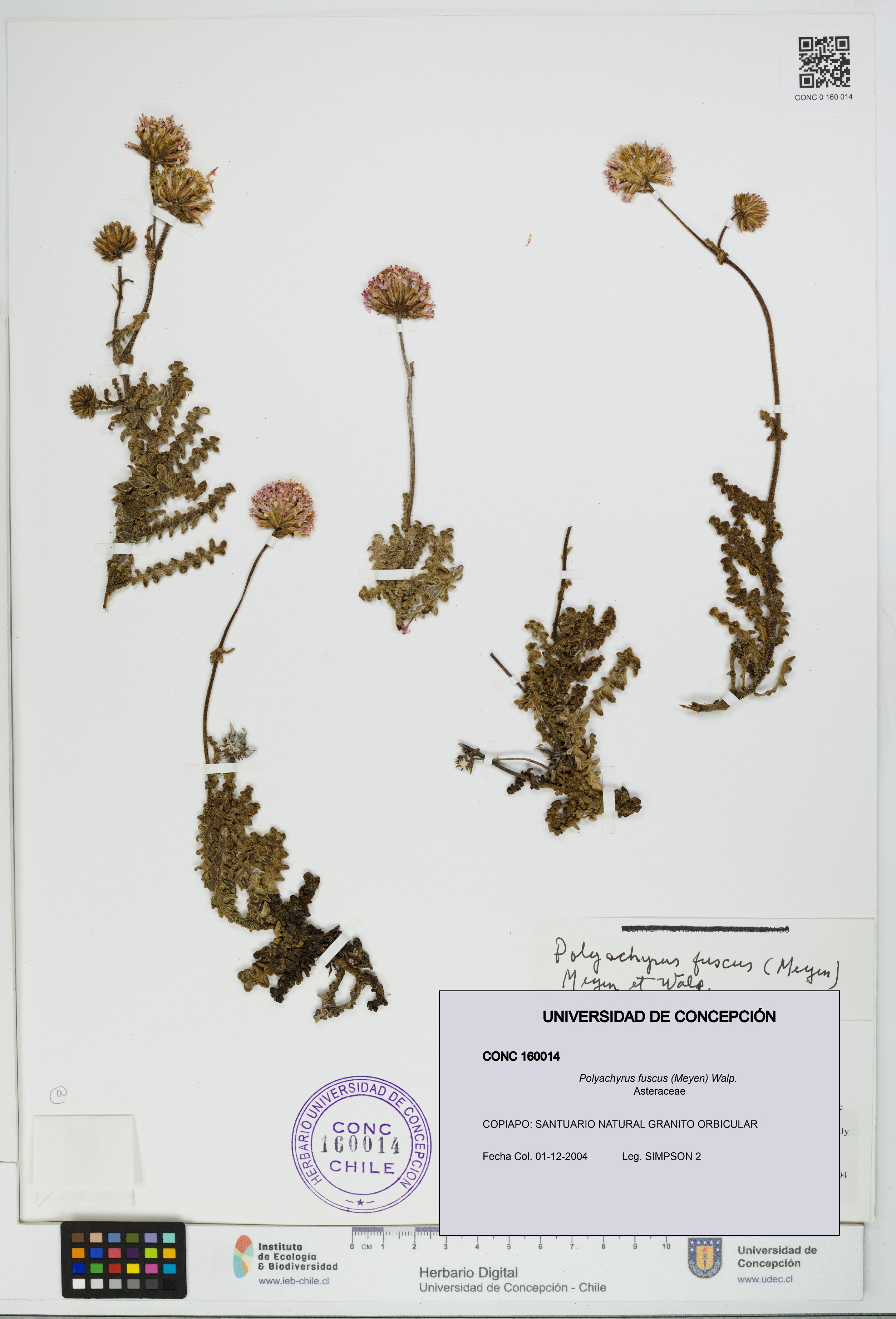 Polyachyrus fuscus [Espécimen: UDEC:CONC:0160014]