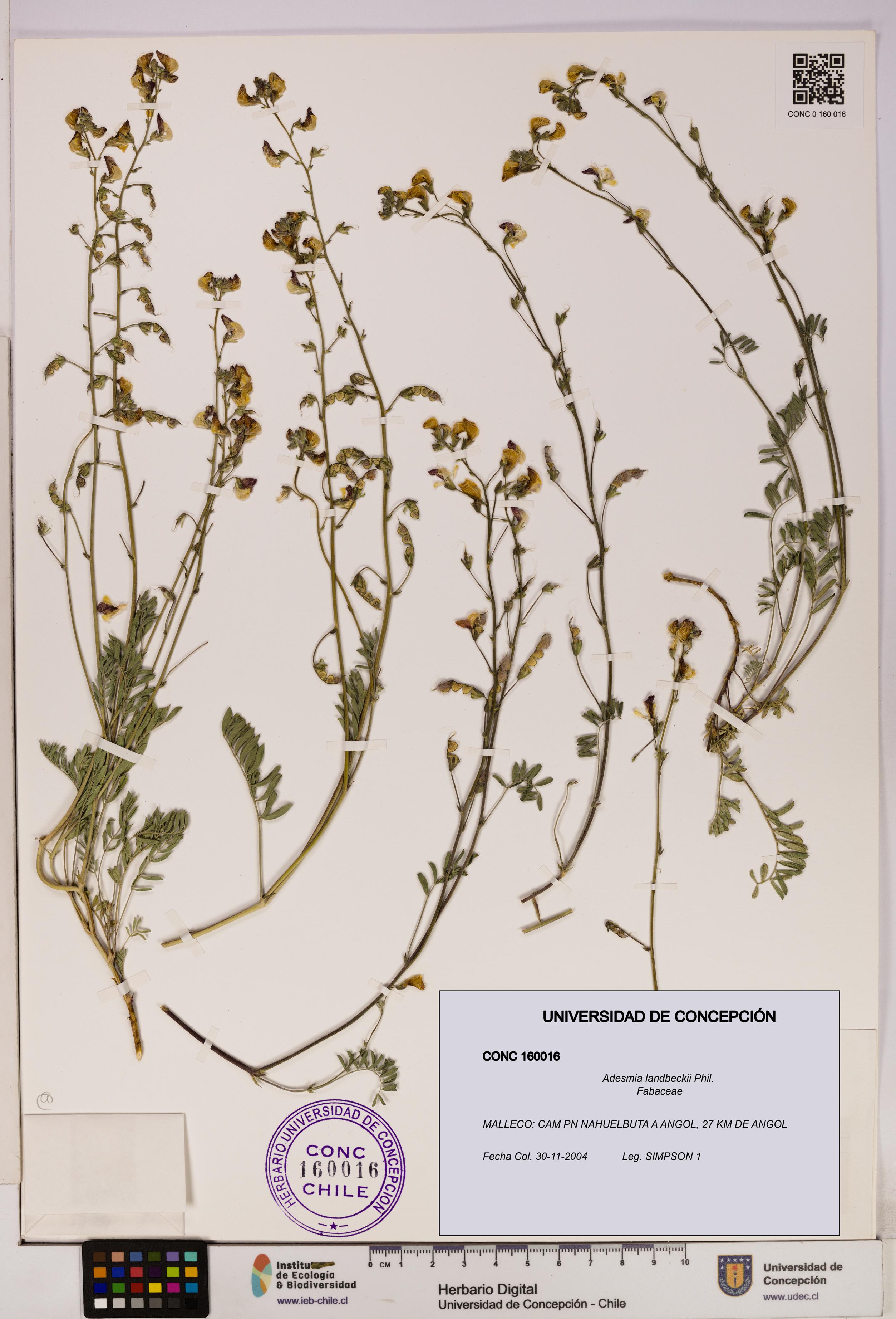 Adesmia landbeckii [Espécimen: UDEC:CONC:0160016]