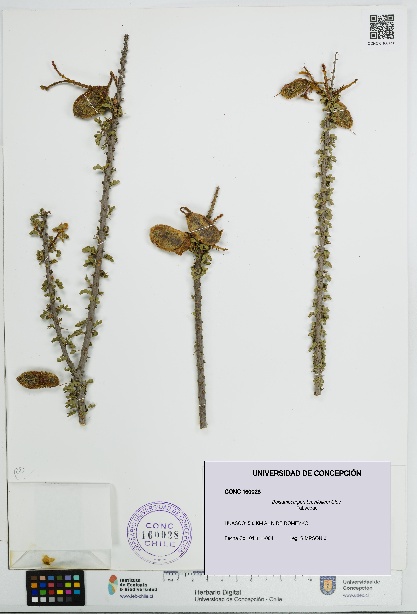 Balsamocarpon brevifolium [Espécimen: UDEC:CONC:0160028]