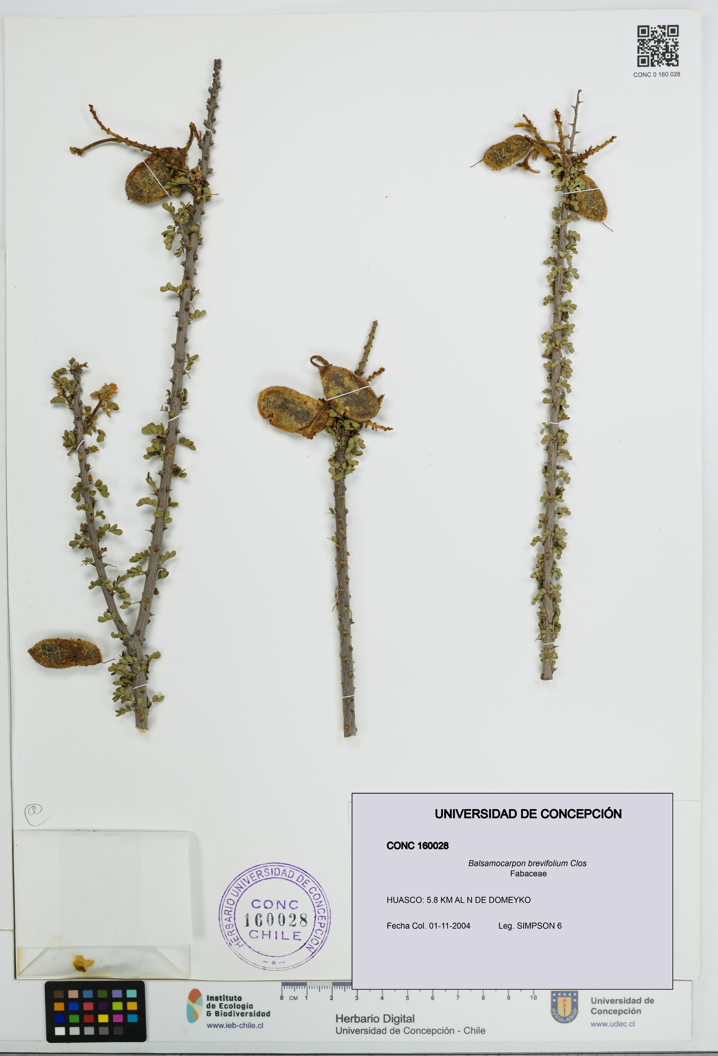 Balsamocarpon brevifolium [Espécimen: UDEC:CONC:0160028]