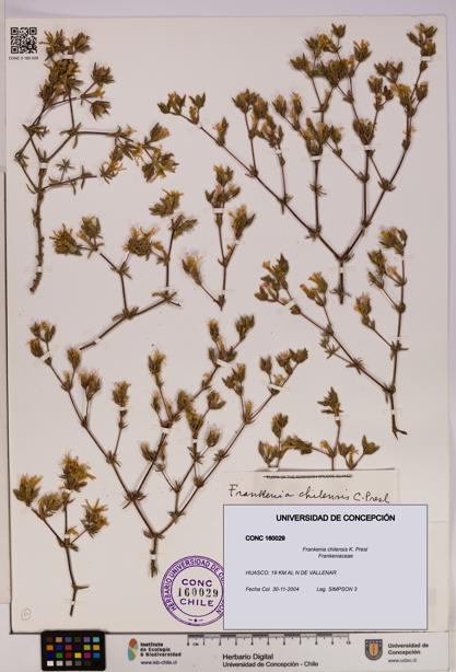 Frankenia chilensis [Espécimen: UDEC:CONC:0160029]