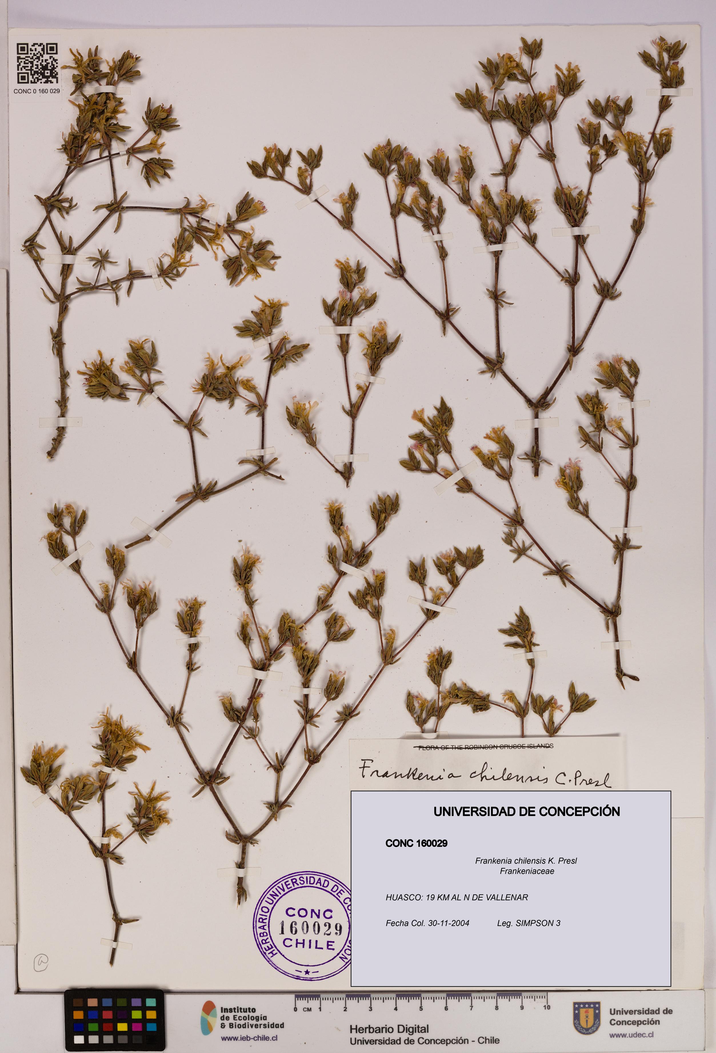 Frankenia chilensis [Espécimen: UDEC:CONC:0160029]