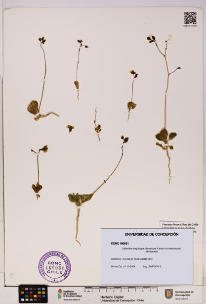 Cistanthe longiscapa [Espécimen: UDEC:CONC:0160031]