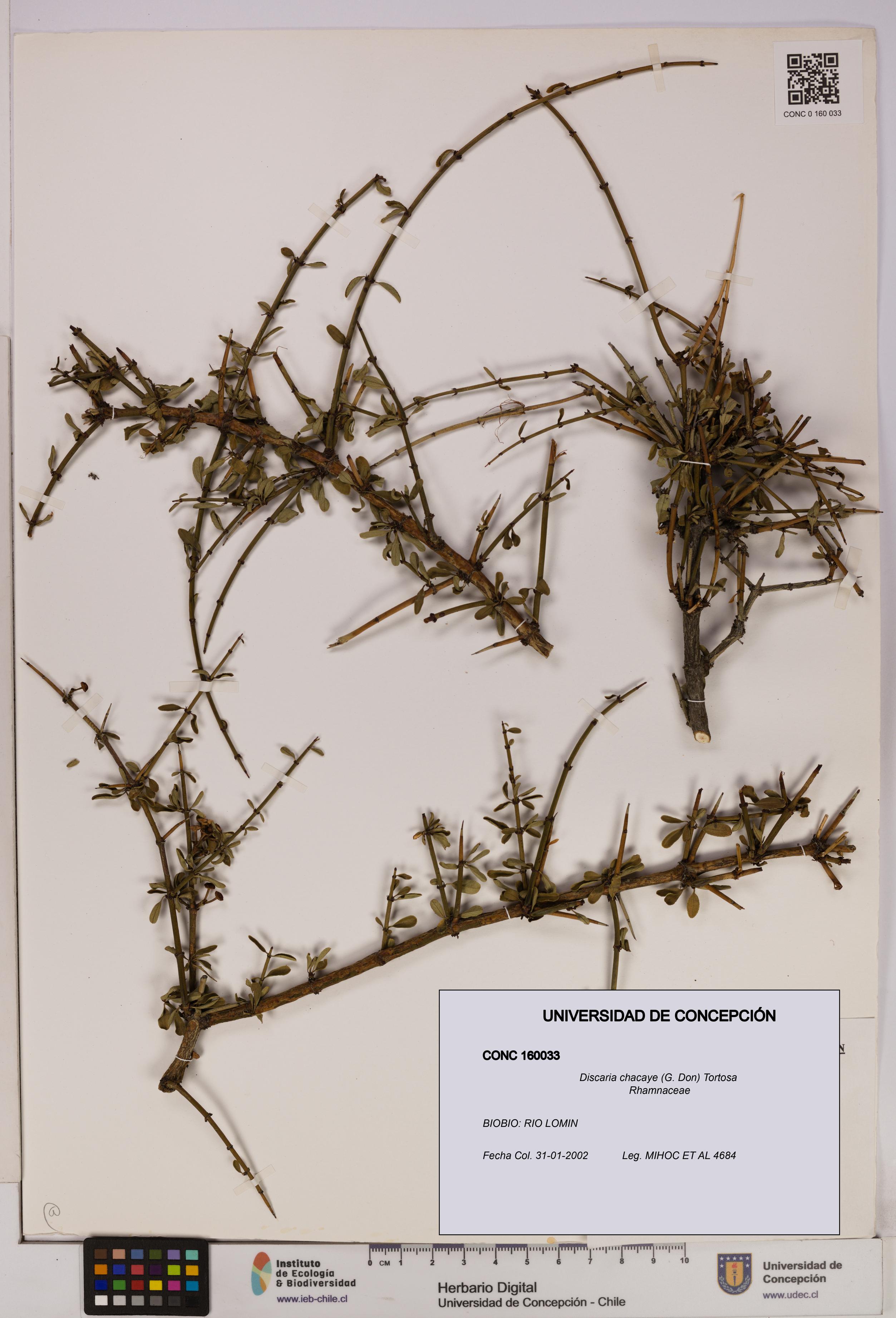 Discaria chacaye [Espécimen: UDEC:CONC:0160033]