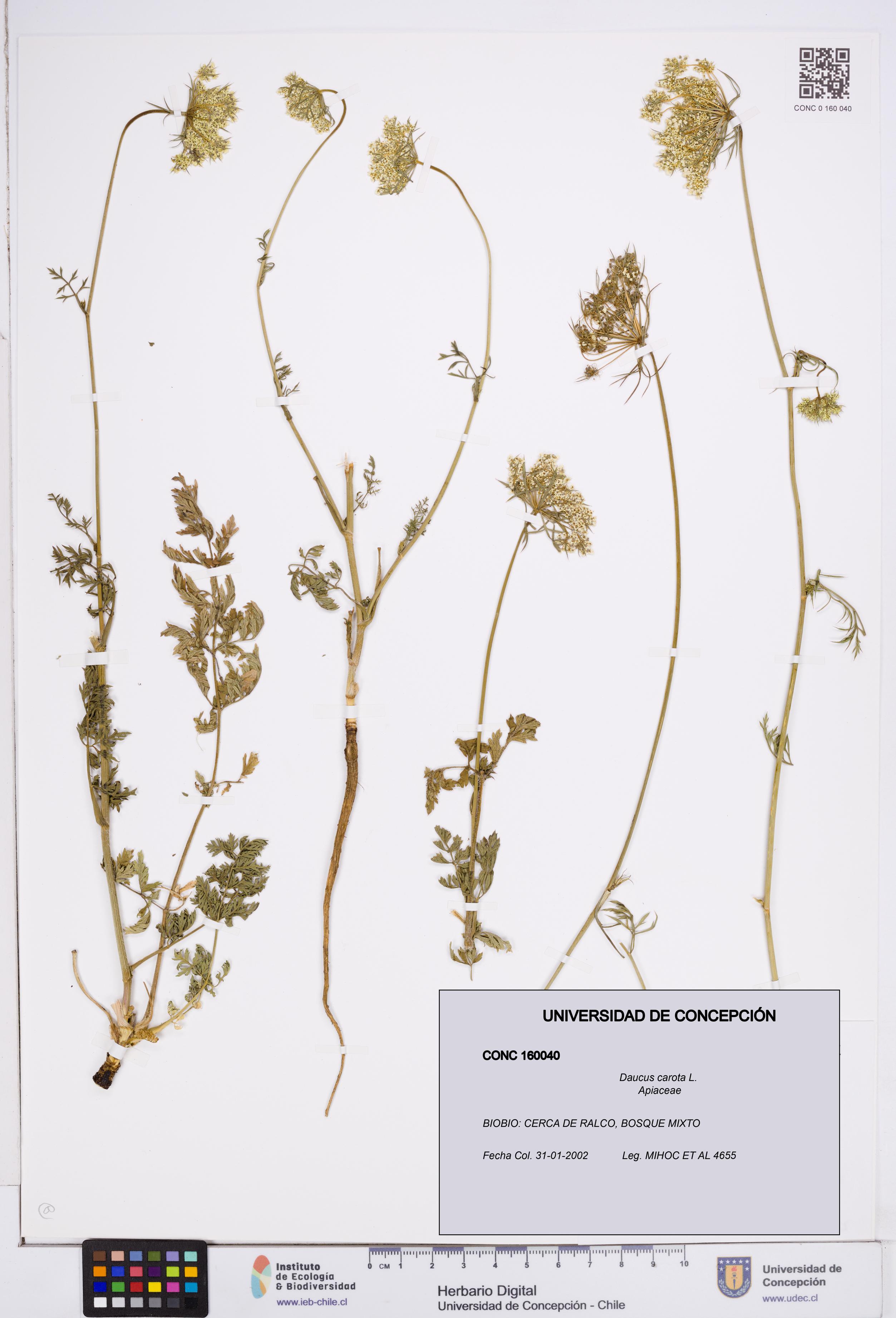 Daucus carota [Espécimen: ]