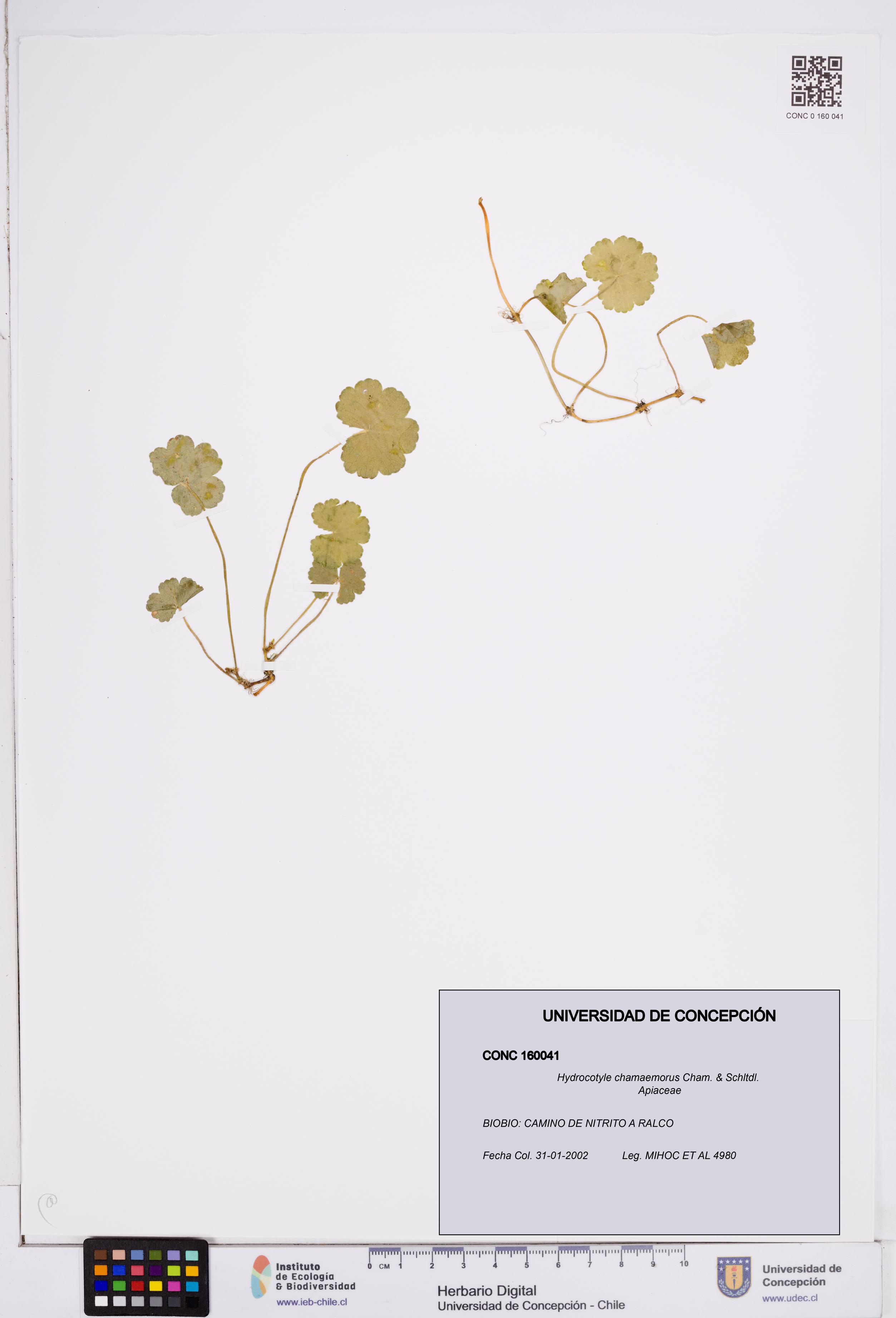 Hydrocotyle chamaemorus [Espécimen: ]