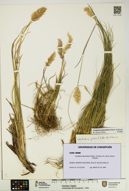 Cortaderia egmontiana [Espécimen: UDEC:CONC:0160065]