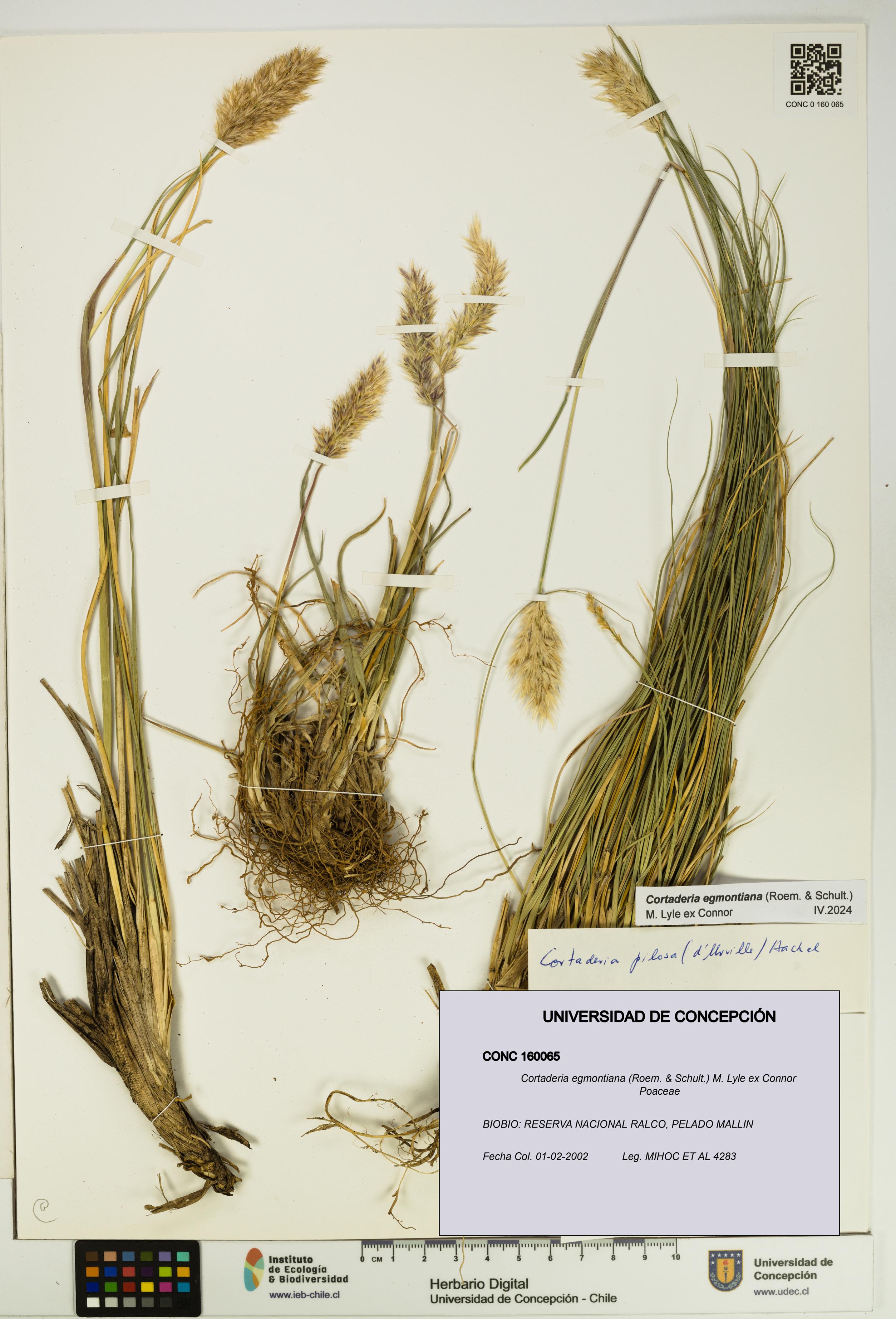 Cortaderia egmontiana [Espécimen: UDEC:CONC:0160065]