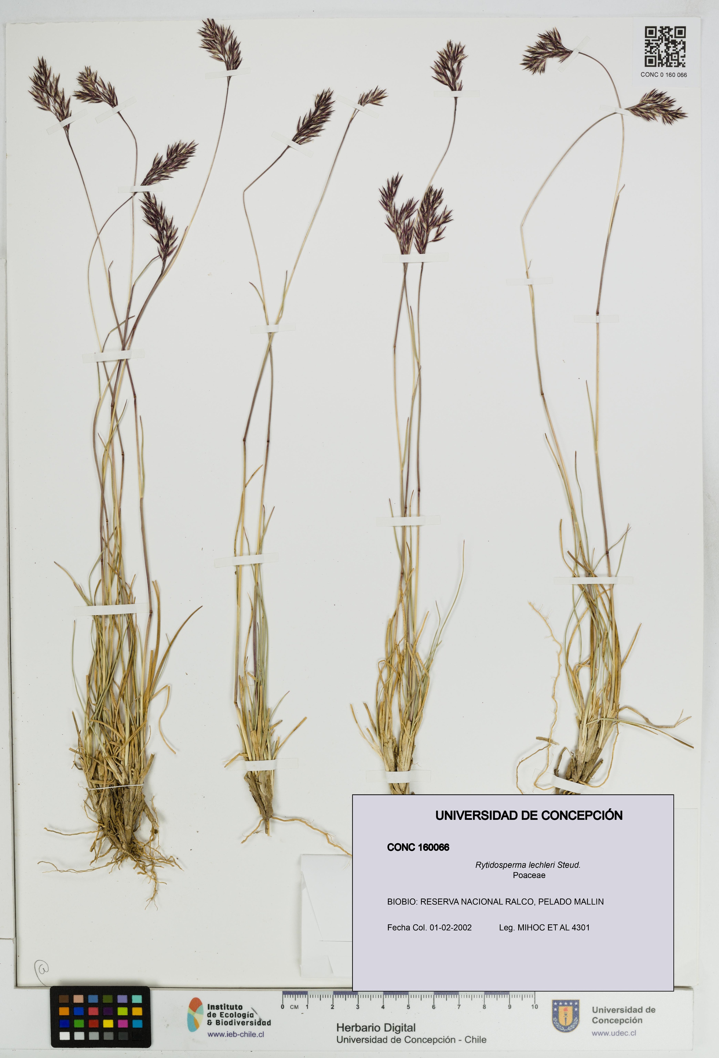Rytidosperma lechleri [Espécimen: UDEC:CONC:0160066]