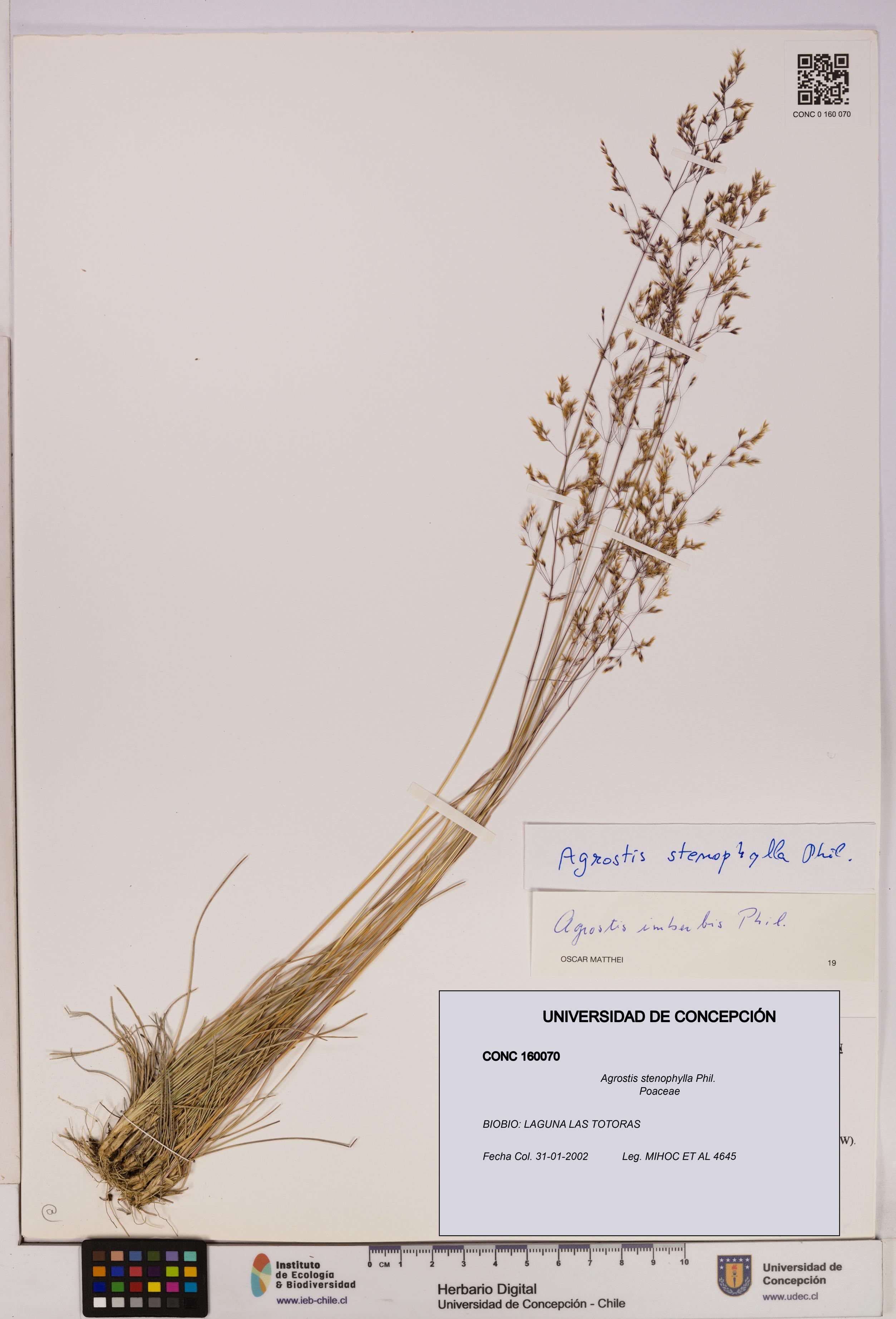 Agrostis stenophylla [Espécimen: UDEC:CONC:0160070]
