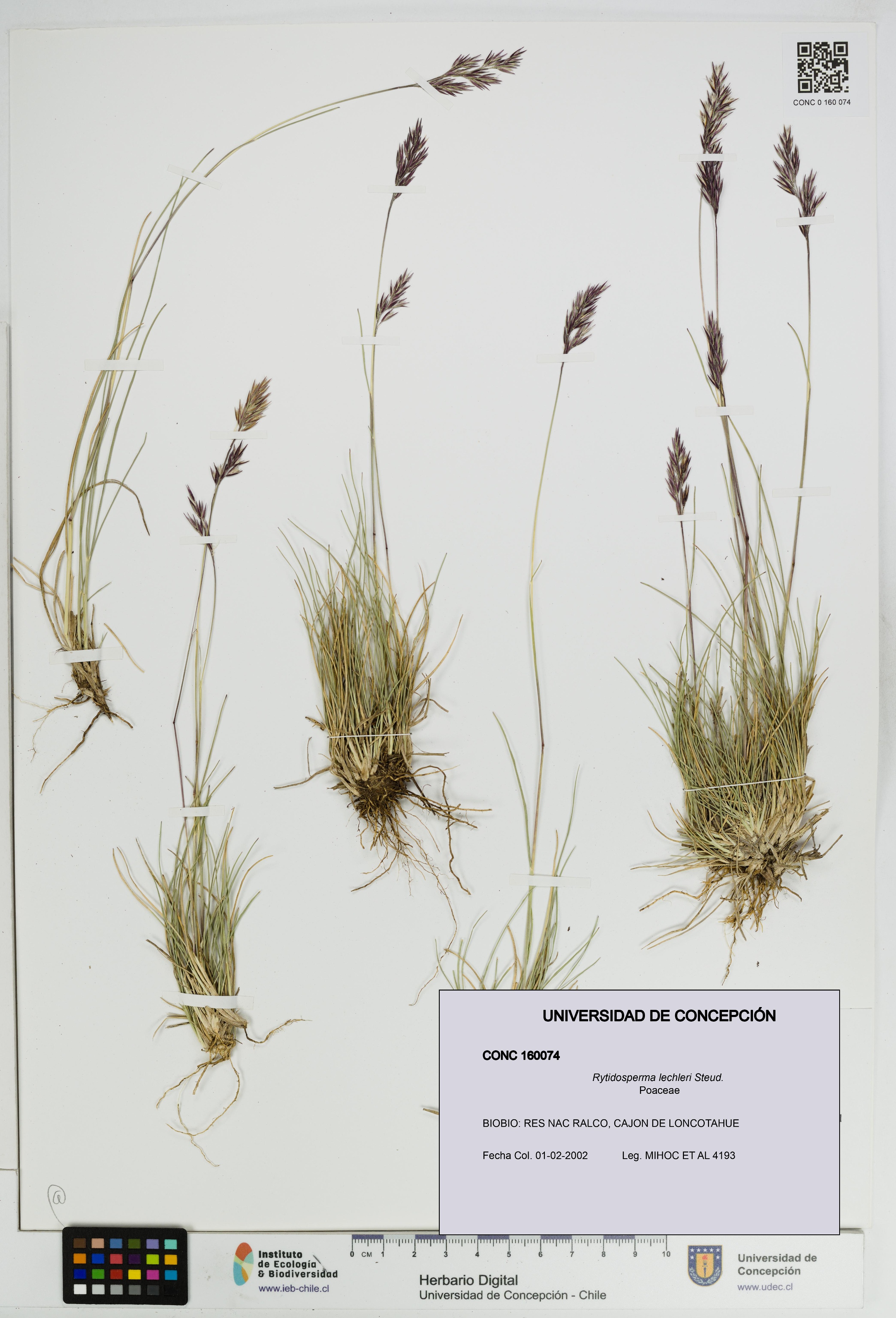 Rytidosperma lechleri [Espécimen: UDEC:CONC:0160074]