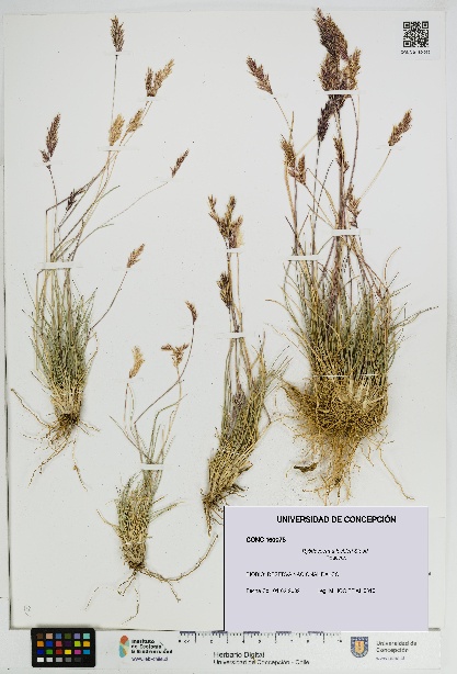 Rytidosperma lechleri [Espécimen: UDEC:CONC:0160075]