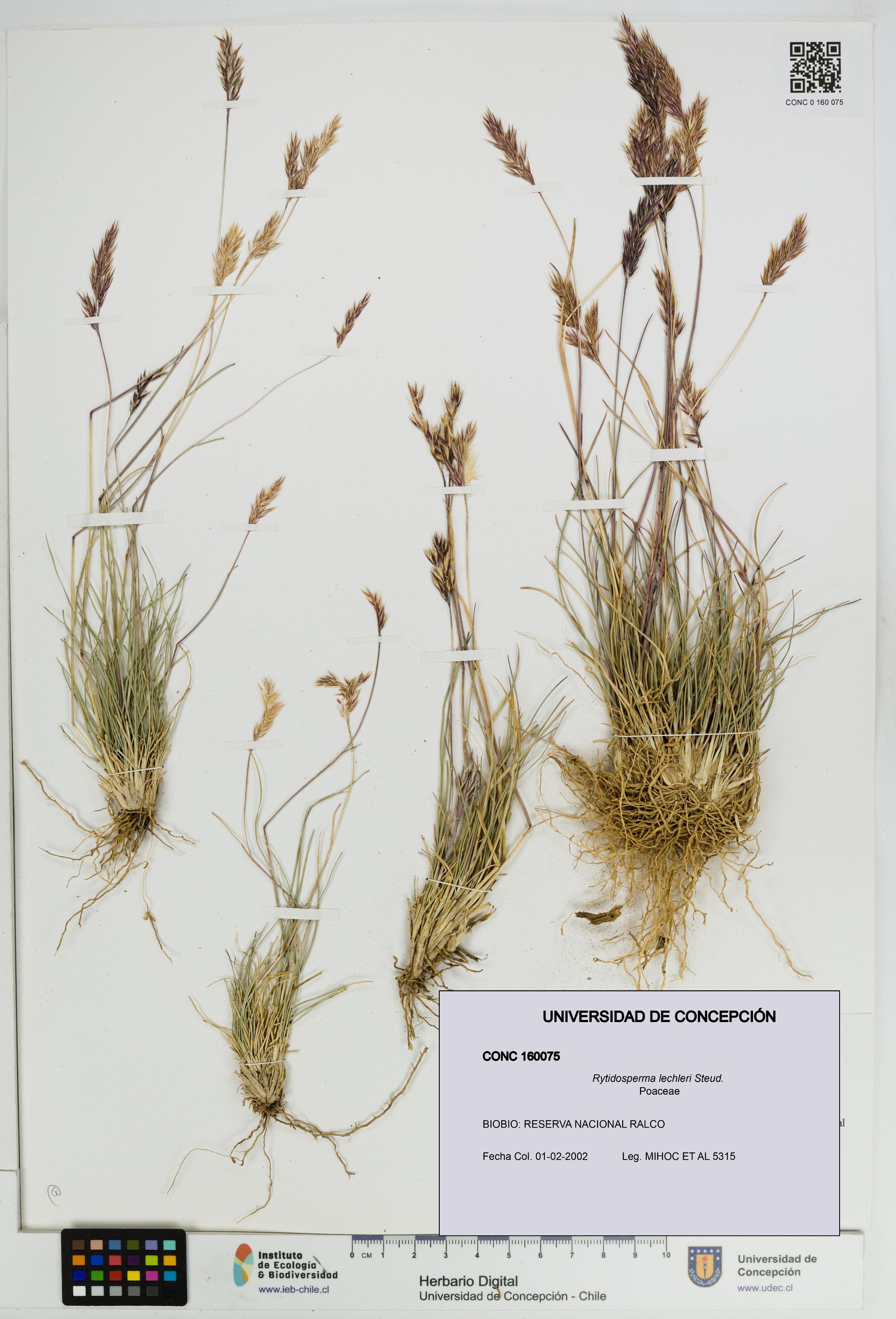 Rytidosperma lechleri [Espécimen: UDEC:CONC:0160075]