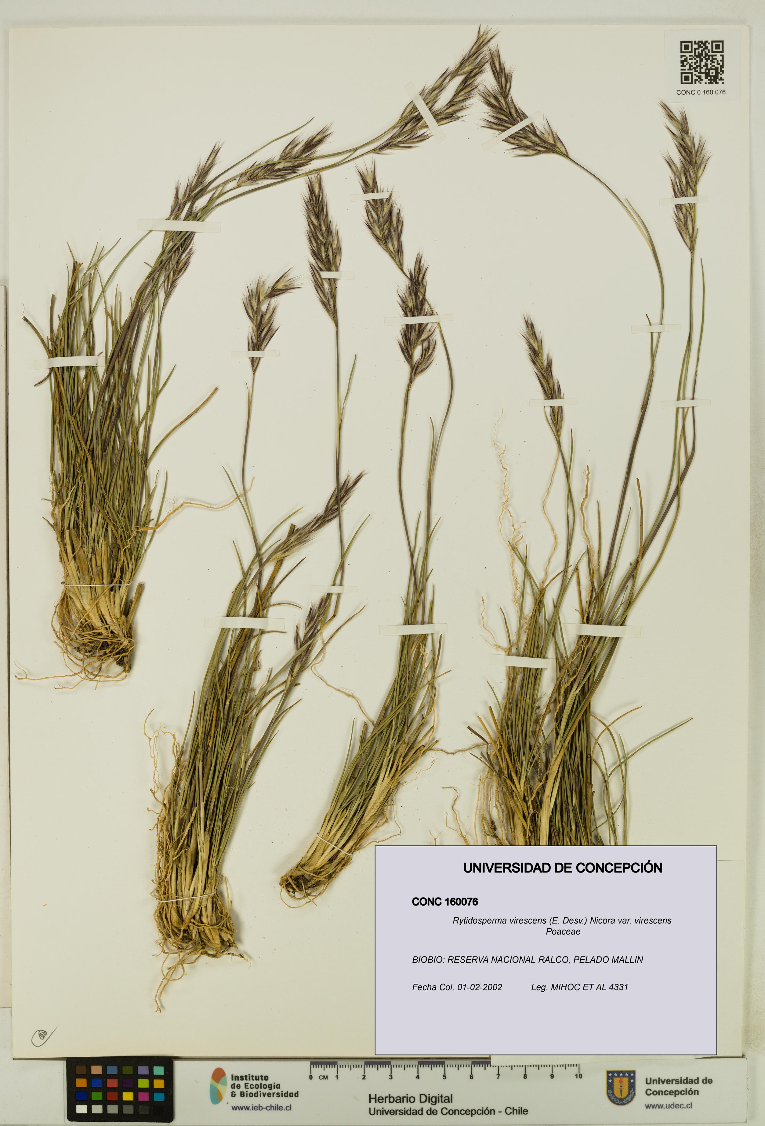 Rytidosperma virescens var. virescens [Espécimen: UDEC:CONC:0160076]