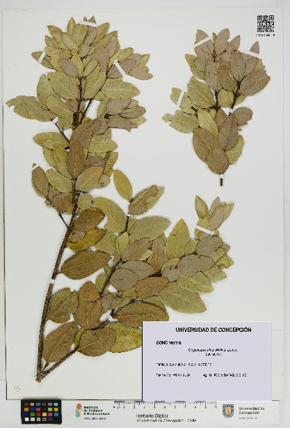 Cryptocarya alba [Espécimen: UDEC:CONC:0160116]