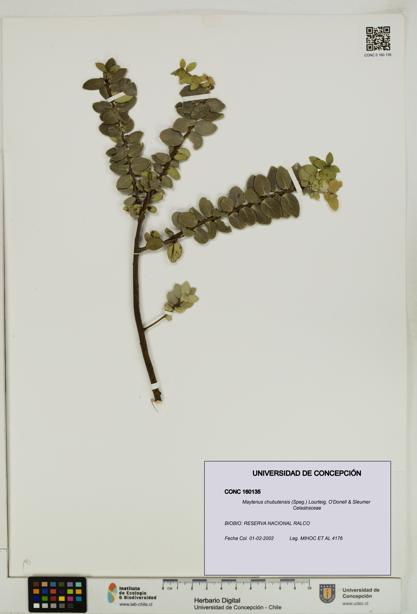 Maytenus chubutensis [Espécimen: UDEC:CONC:0160135]