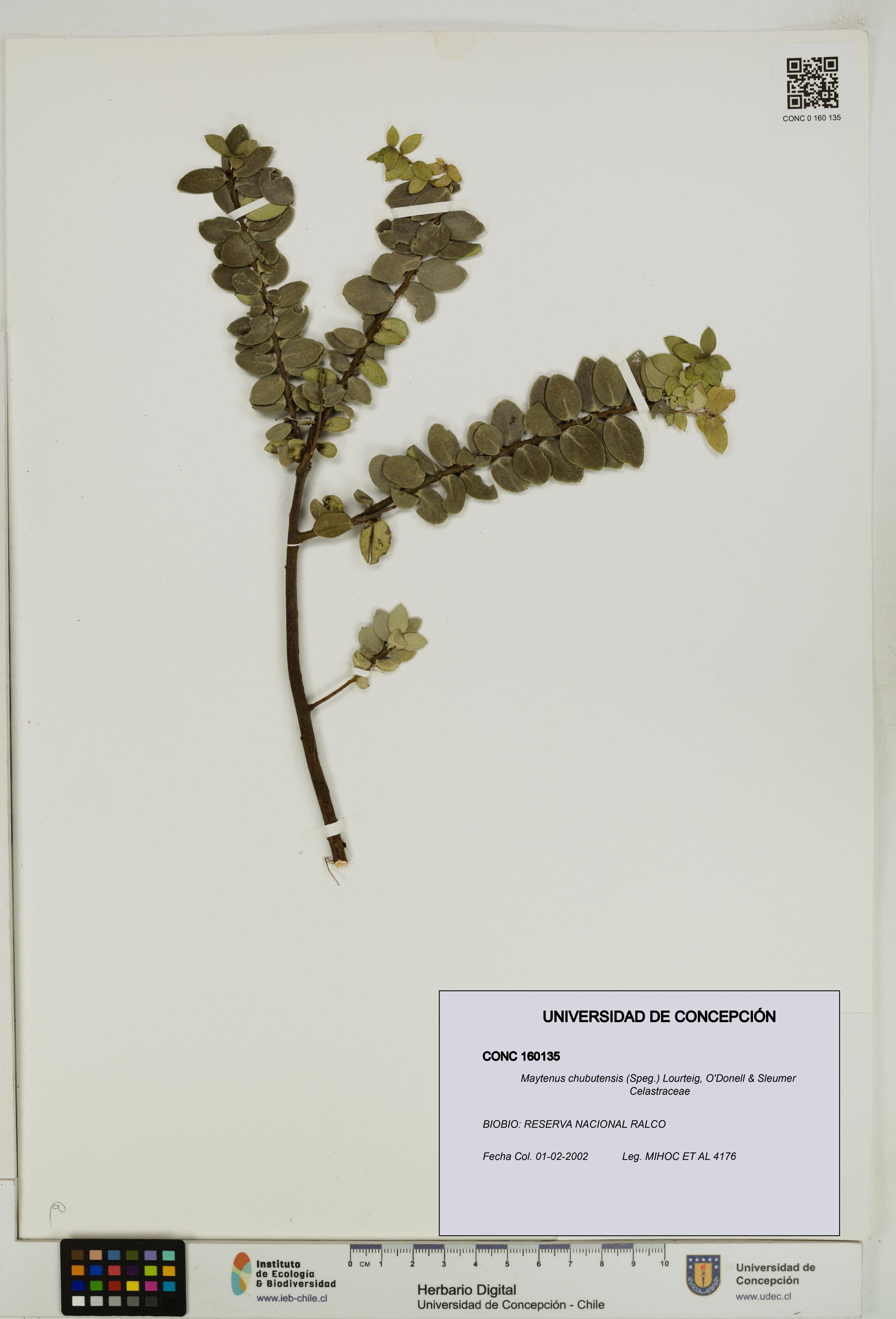 Maytenus chubutensis [Espécimen: UDEC:CONC:0160135]