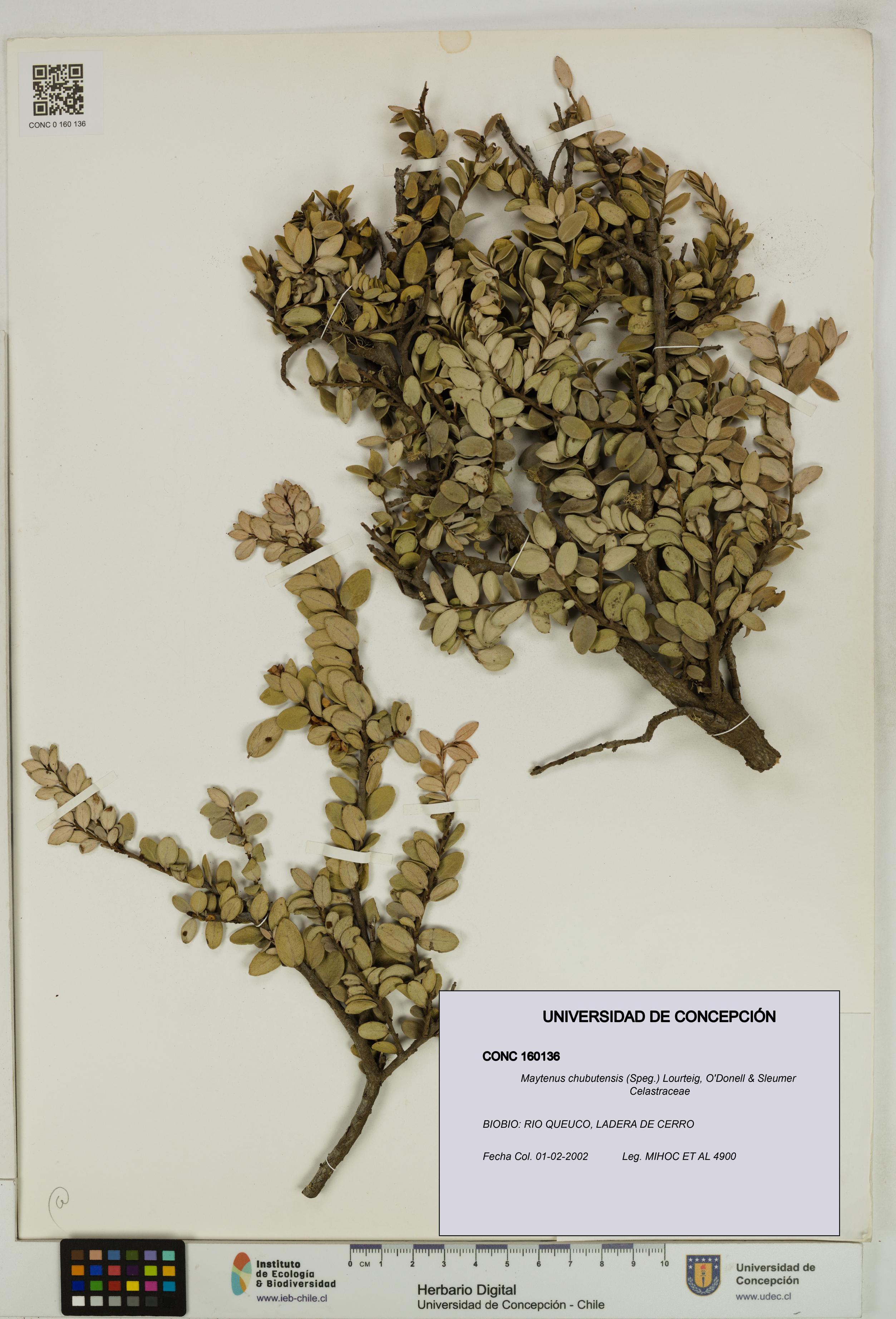 Maytenus chubutensis [Espécimen: UDEC:CONC:0160136]