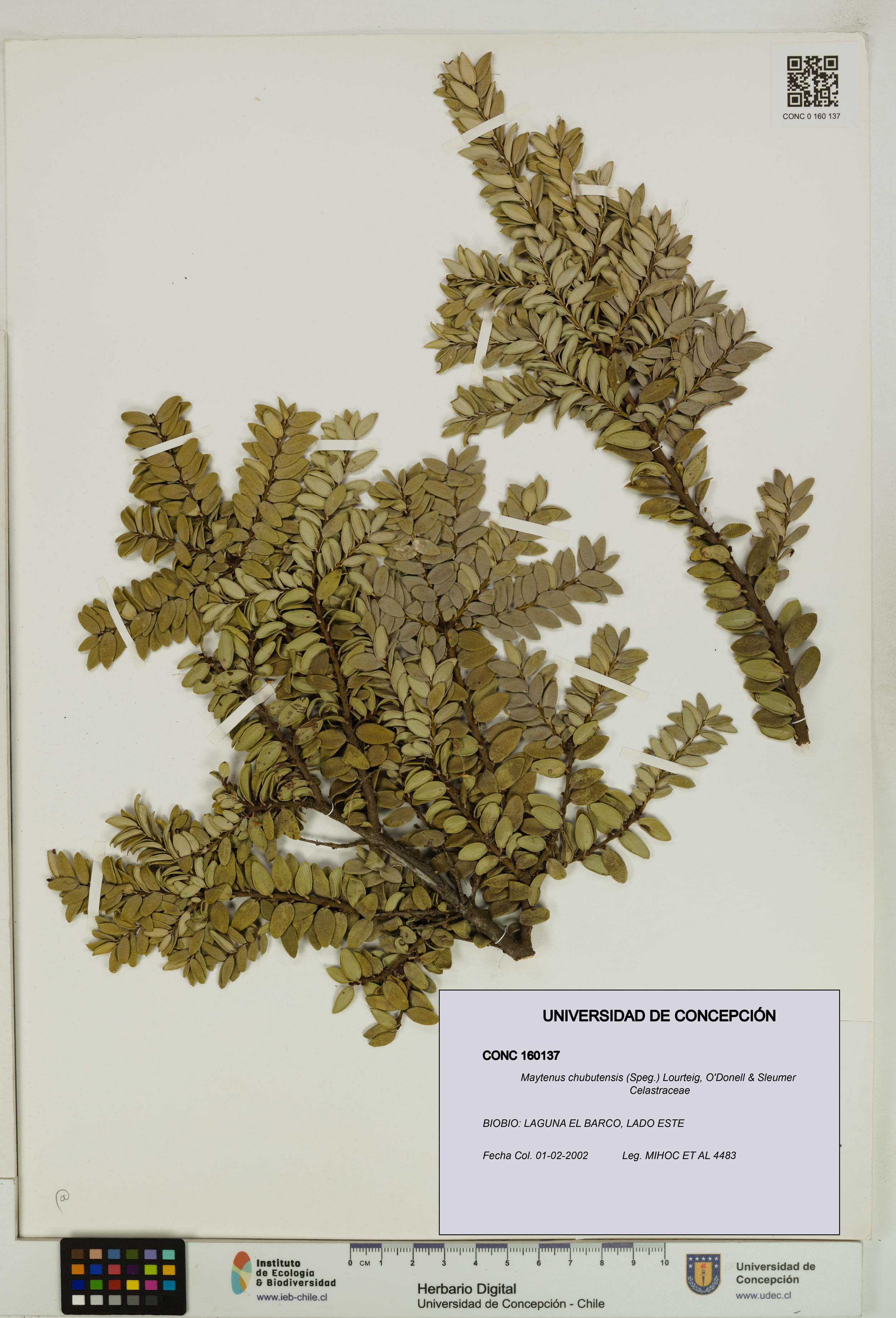 Maytenus chubutensis [Espécimen: UDEC:CONC:0160137]