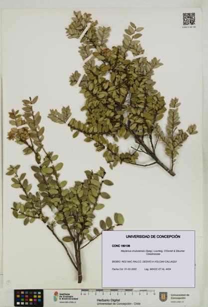 Maytenus chubutensis [Espécimen: UDEC:CONC:0160138]