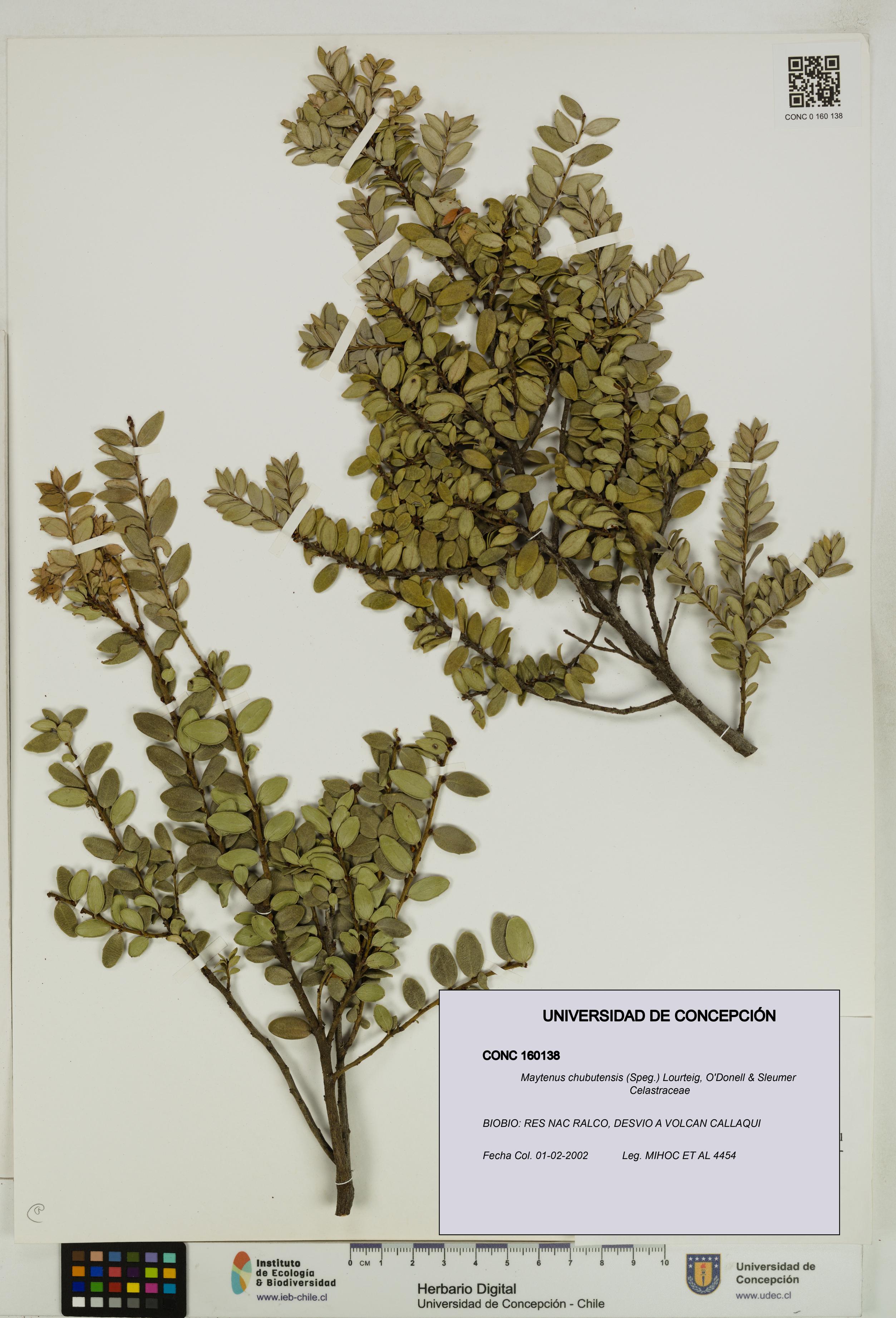 Maytenus chubutensis [Espécimen: UDEC:CONC:0160138]