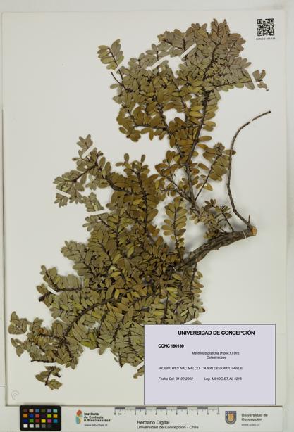 Maytenus disticha [Espécimen: UDEC:CONC:0160139]