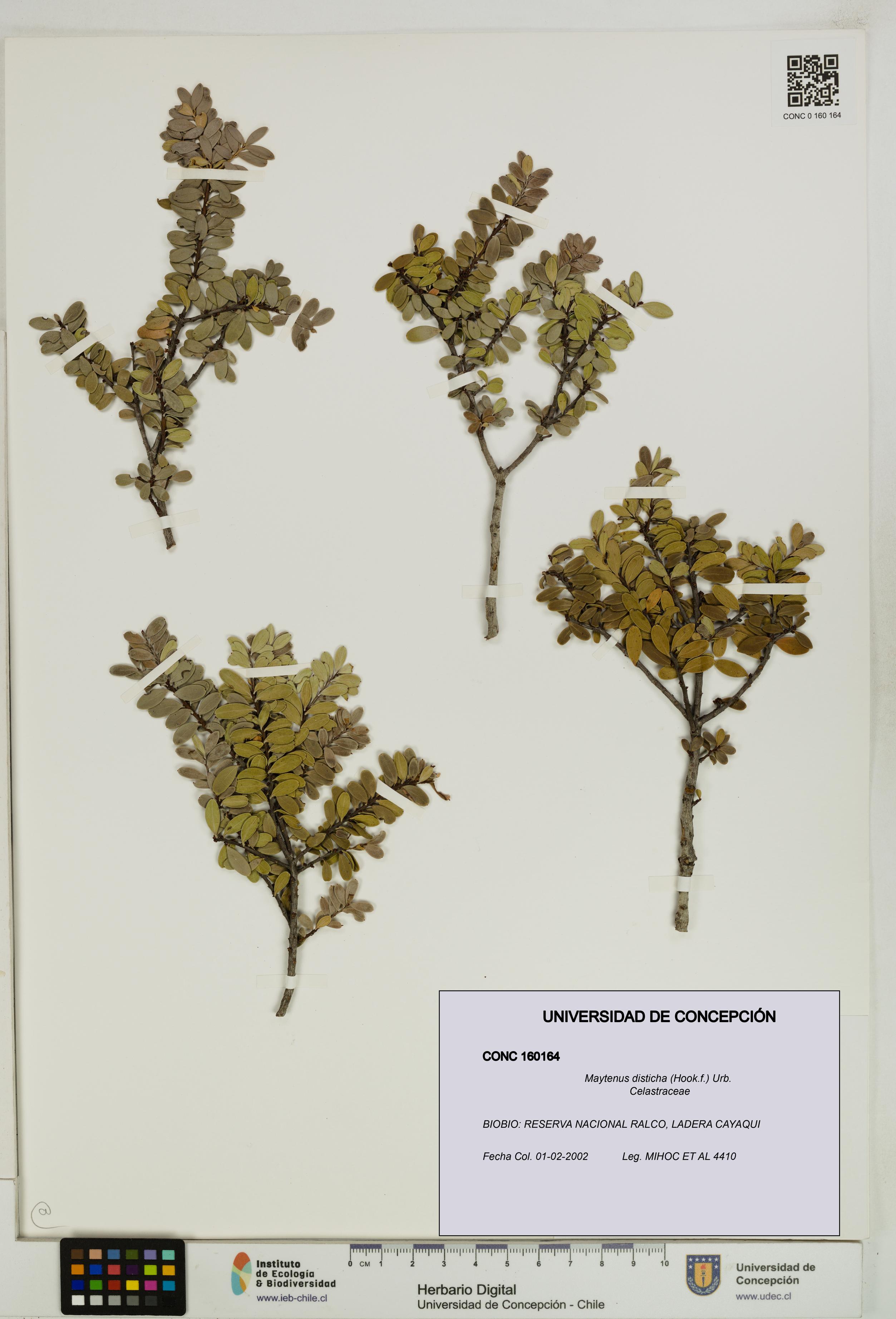 Maytenus disticha [Espécimen: UDEC:CONC:0160164]