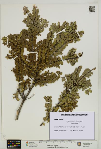 Maytenus disticha [Espécimen: UDEC:CONC:0160165]