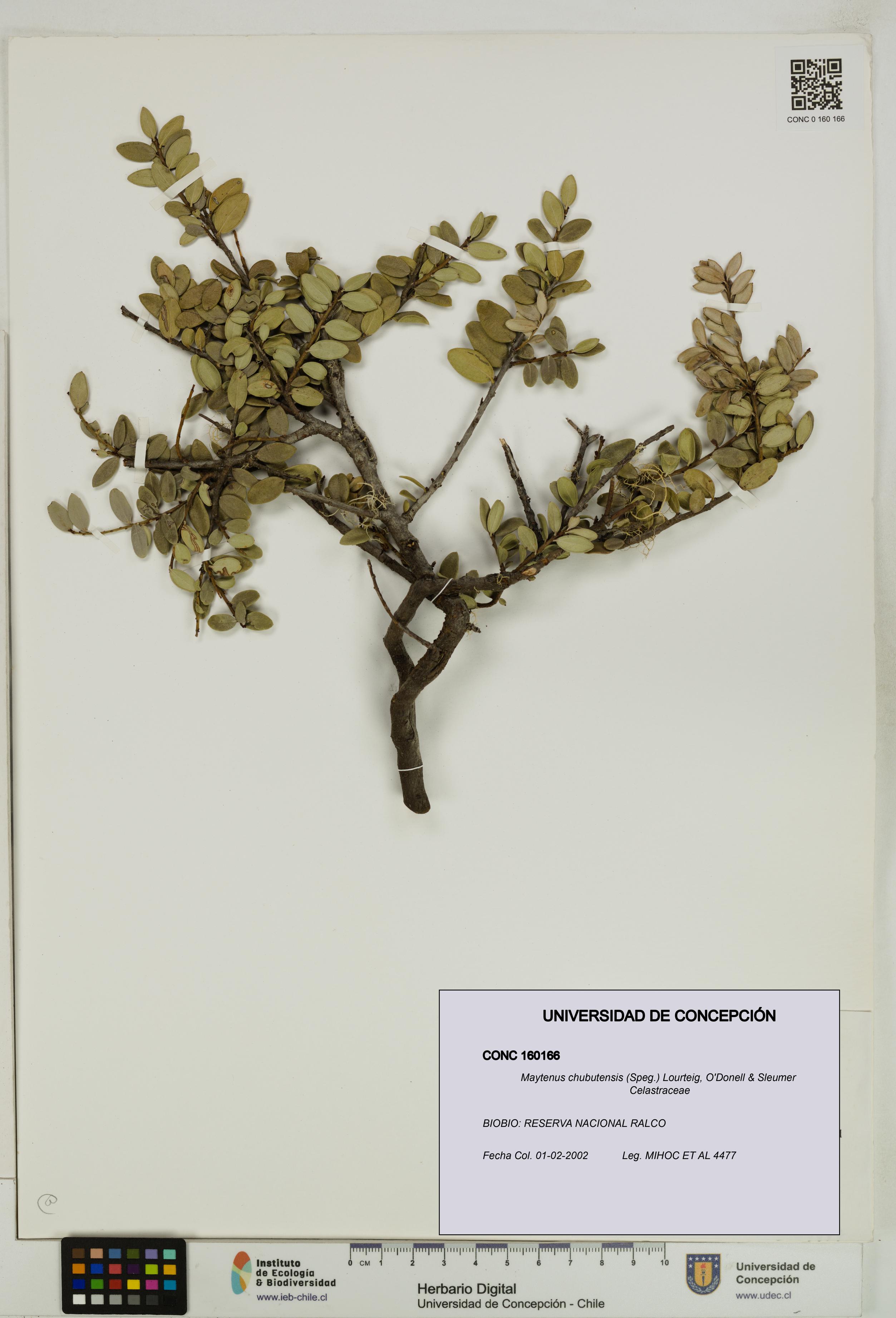 Maytenus chubutensis [Espécimen: UDEC:CONC:0160166]