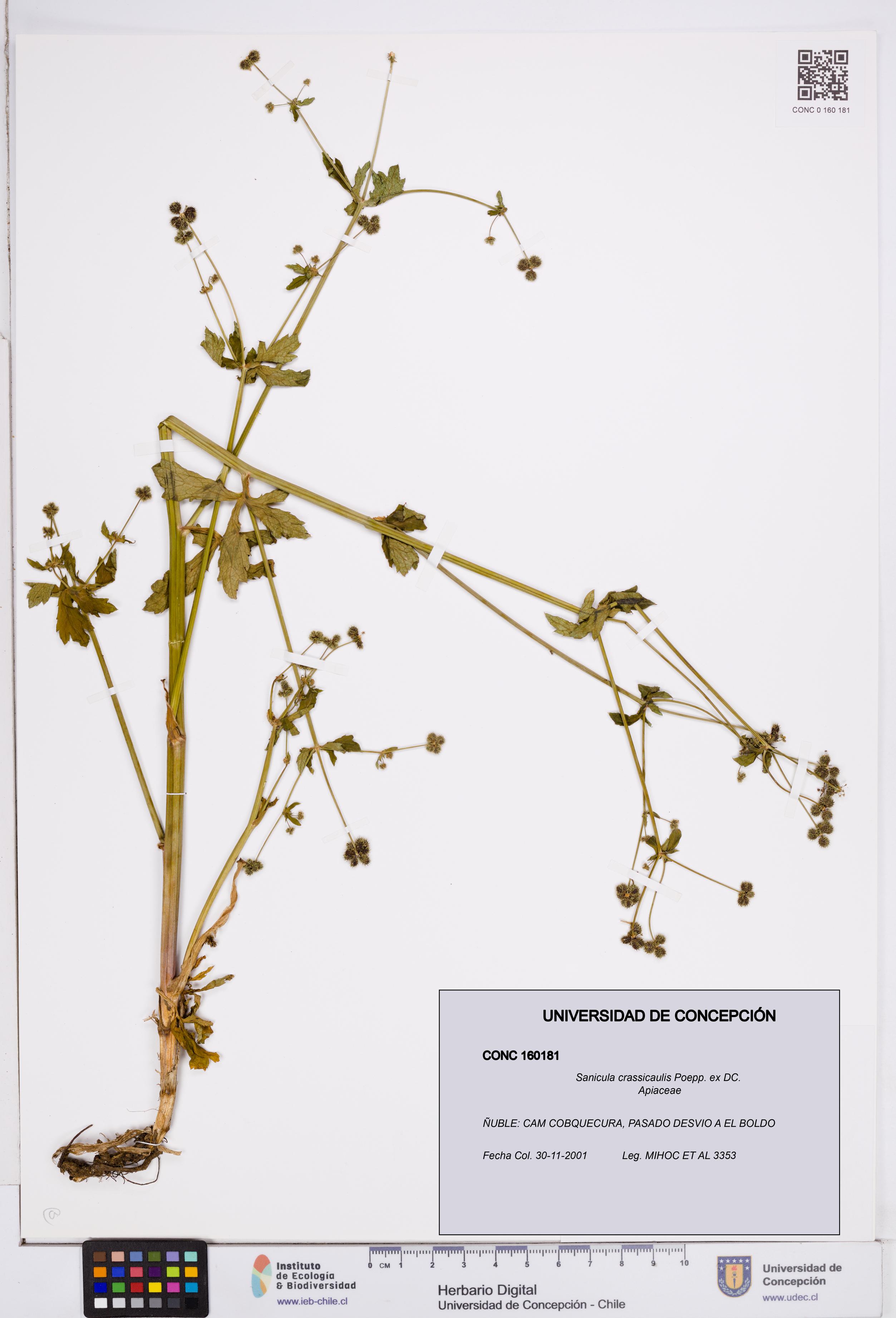 Sanicula crassicaulis [Espécimen: ]