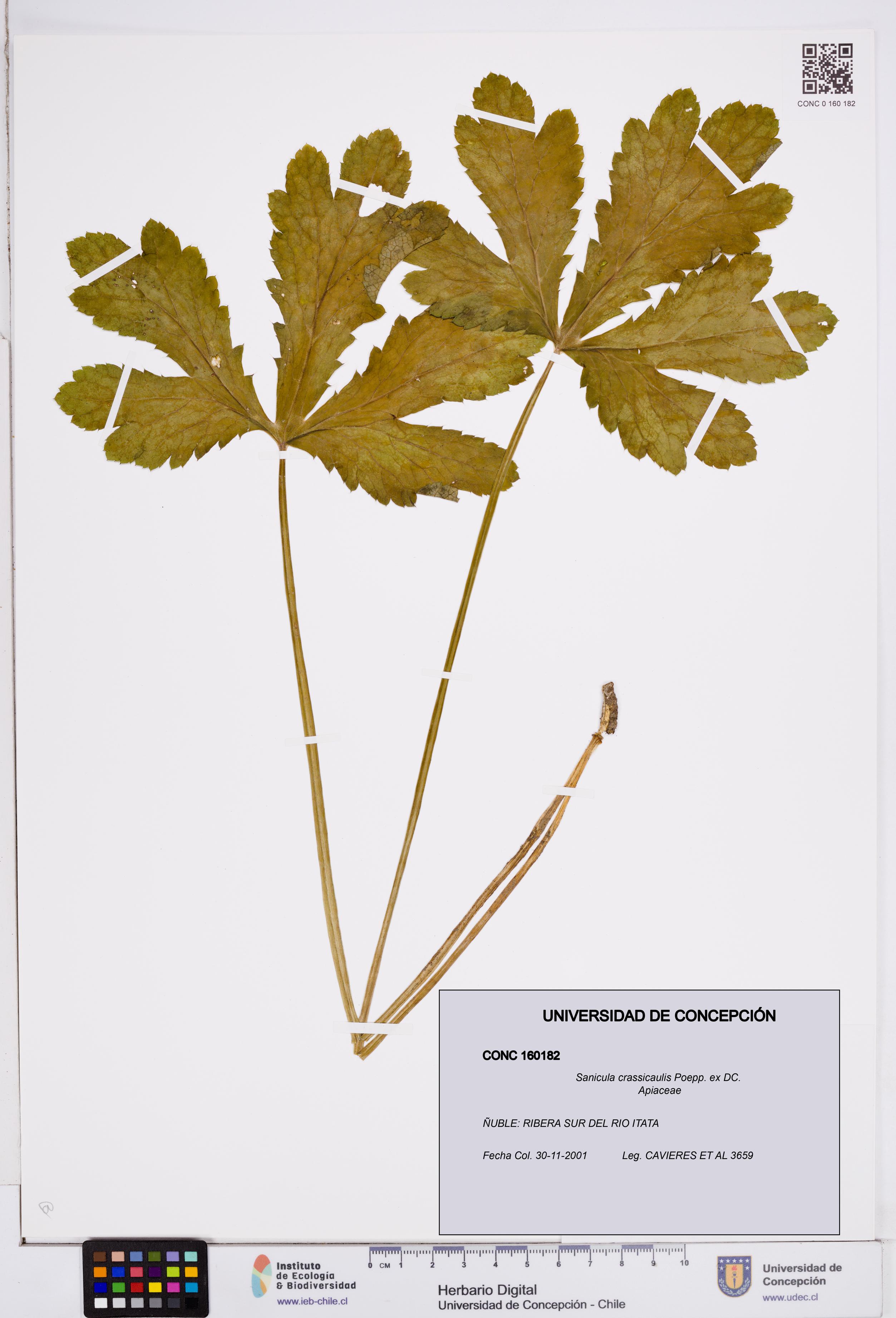 Sanicula crassicaulis [Espécimen: ]