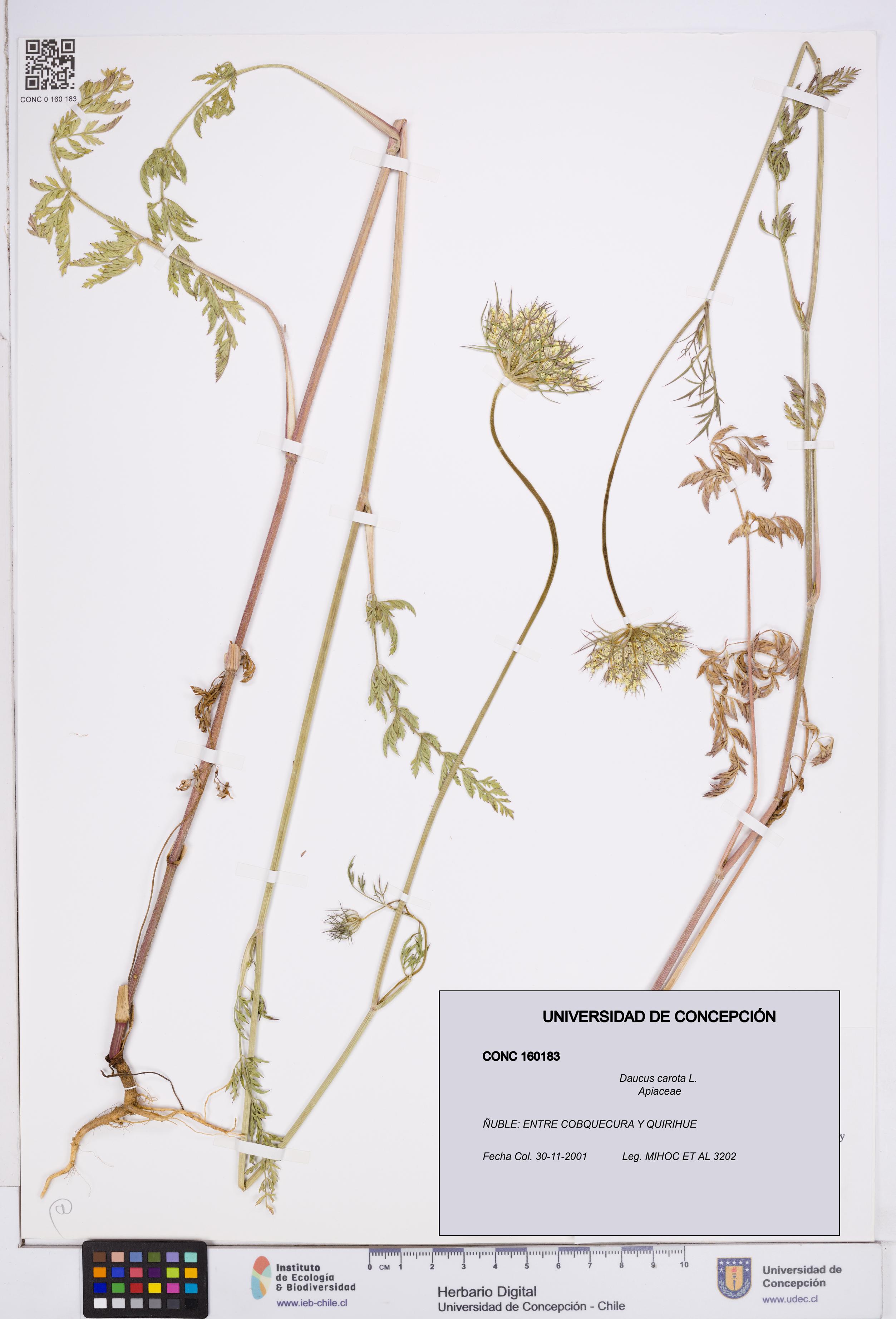 Daucus carota [Espécimen: ]