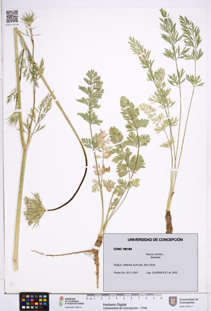 Daucus carota [Espécimen: ]