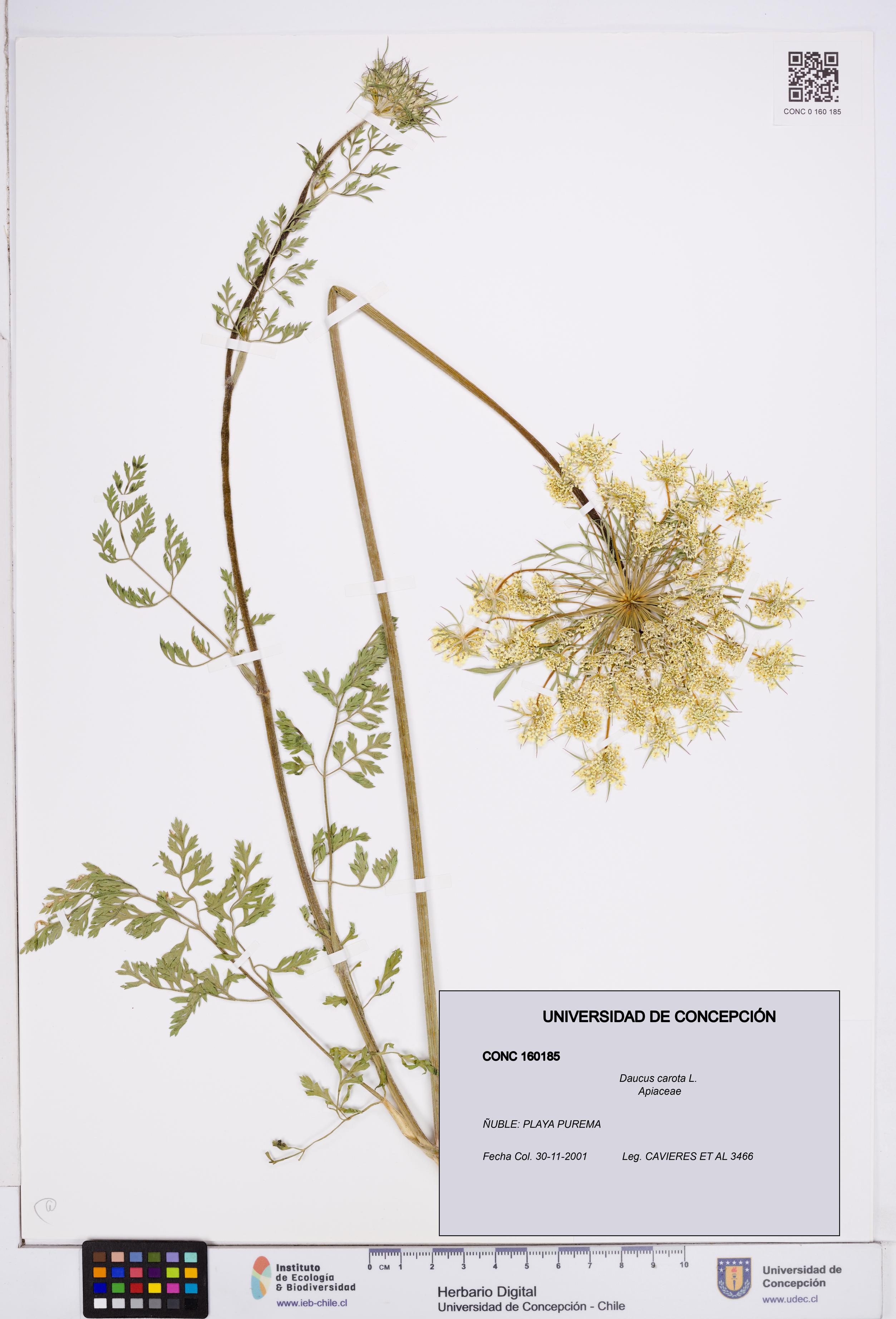Daucus carota [Espécimen: ]