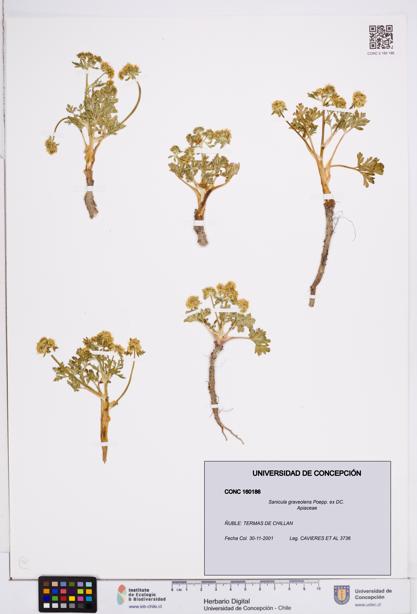 Sanicula graveolens [Espécimen: ]