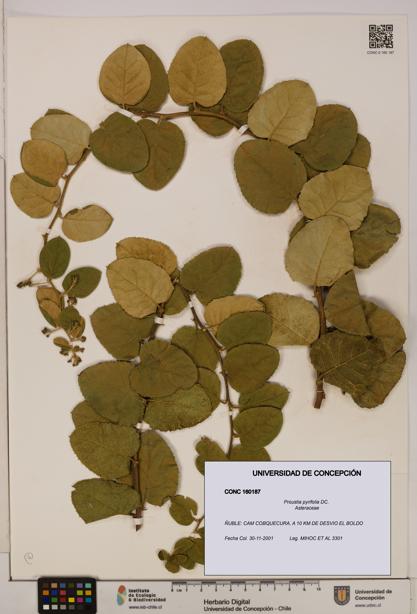 Proustia pyrifolia [Espécimen: UDEC:CONC:0160187]