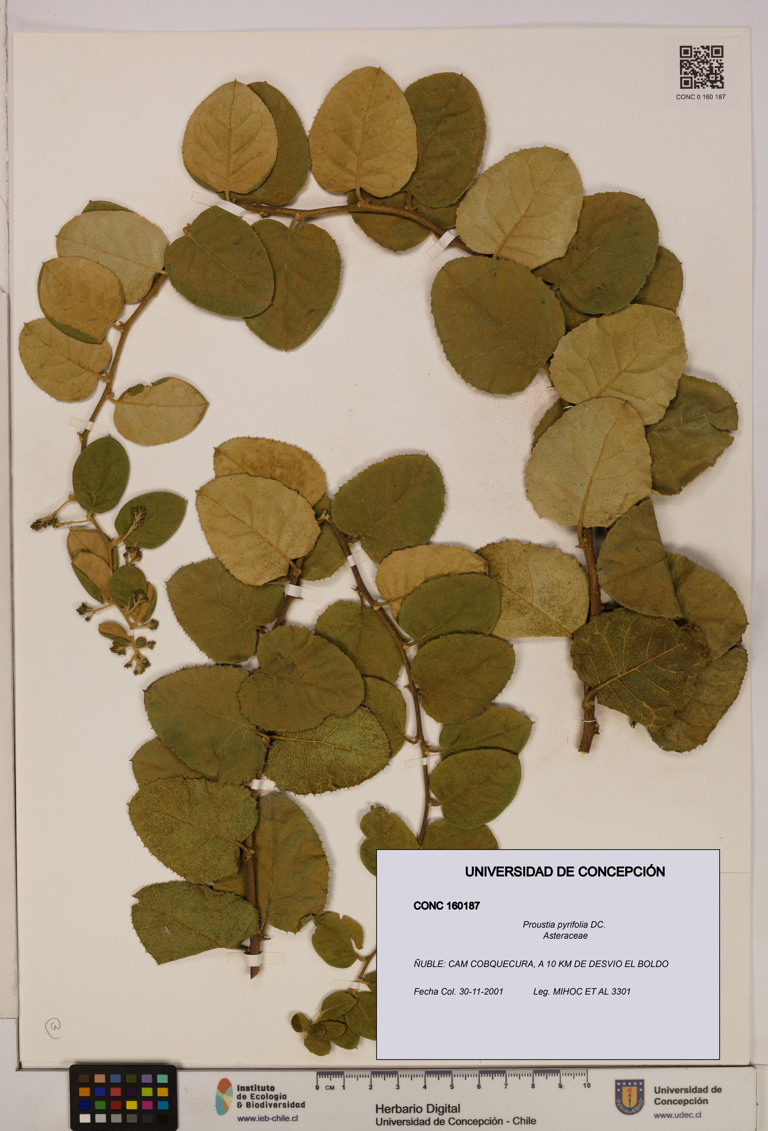 Proustia pyrifolia [Espécimen: UDEC:CONC:0160187]