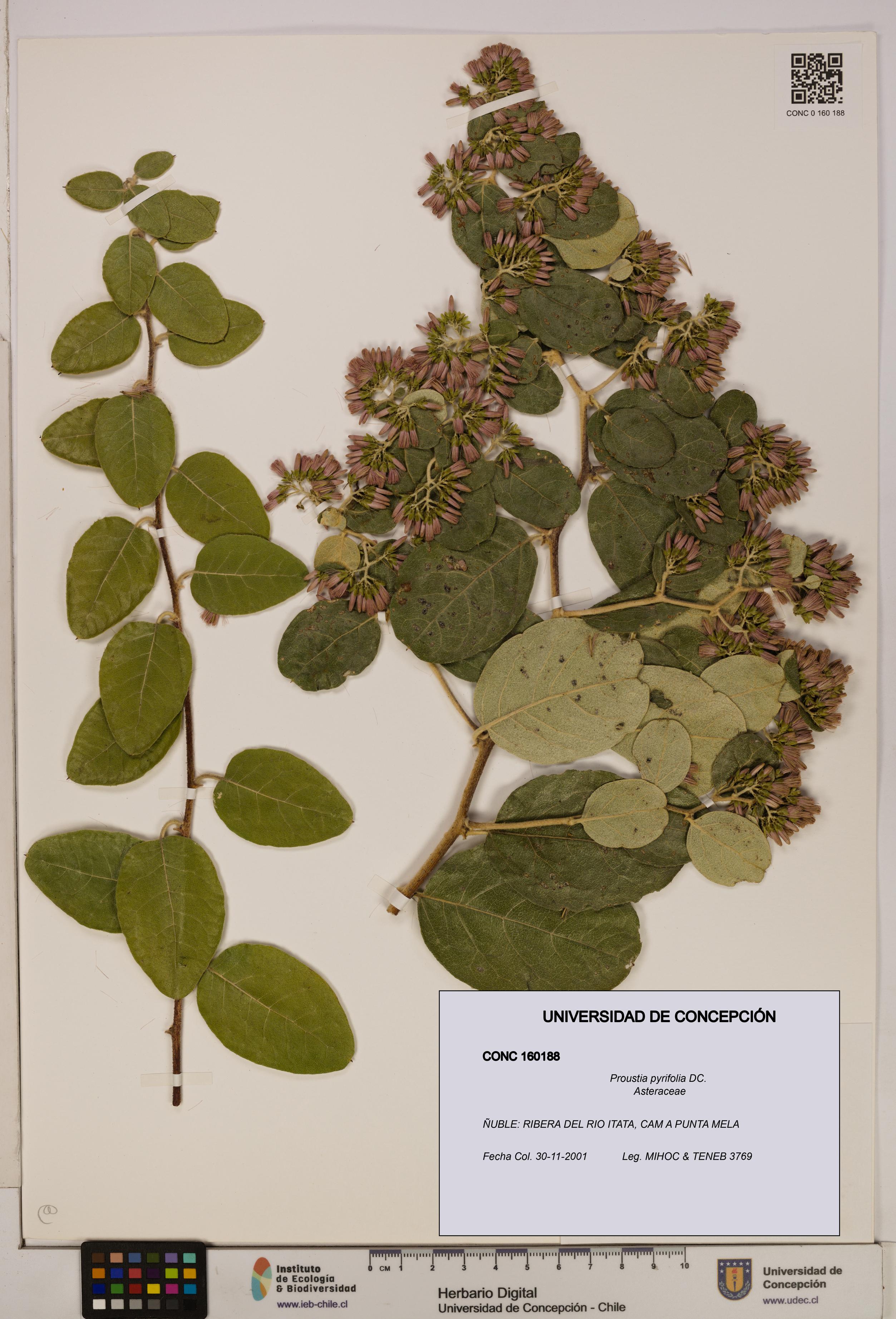 Proustia pyrifolia [Espécimen: UDEC:CONC:0160188]