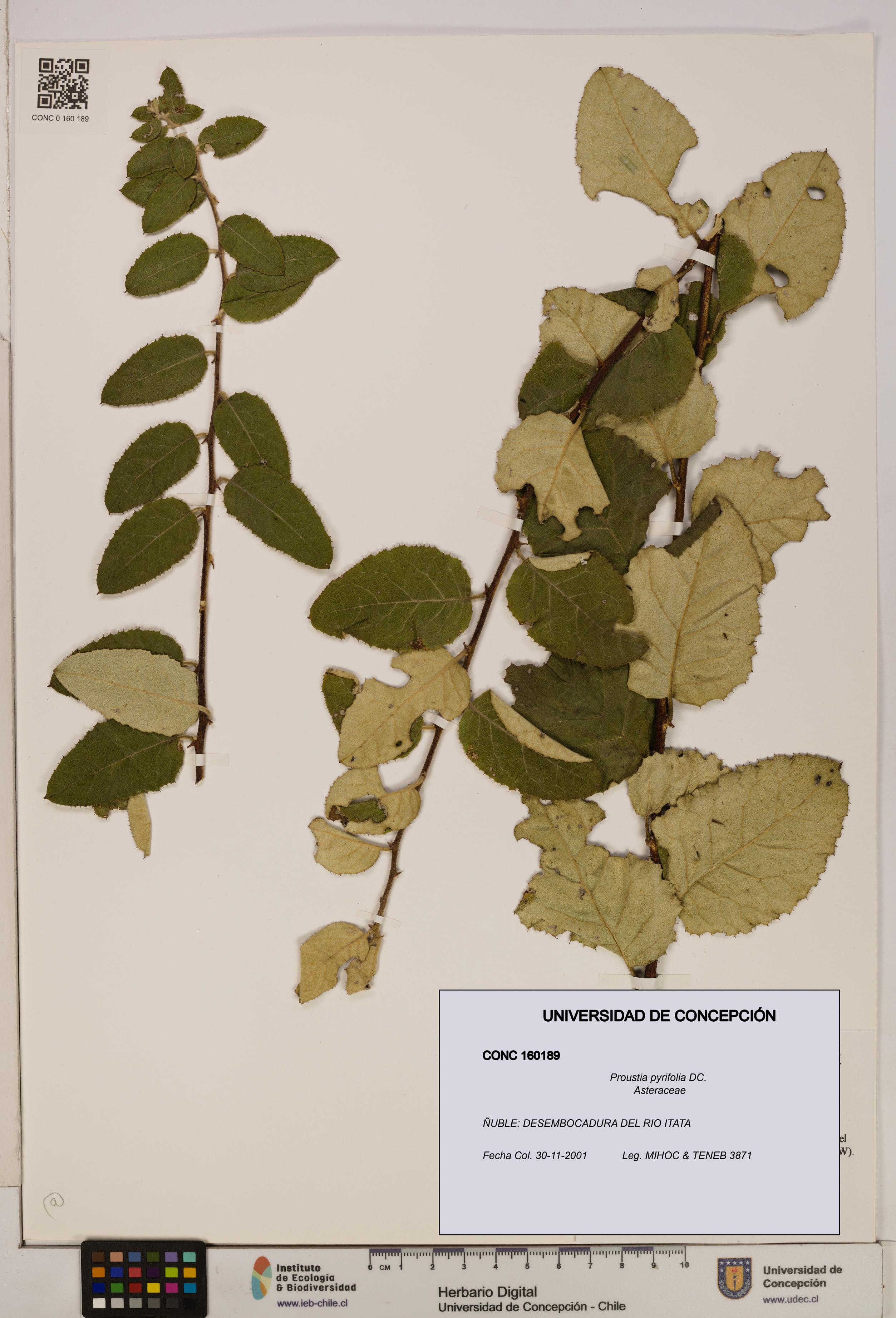 Proustia pyrifolia [Espécimen: UDEC:CONC:0160189]