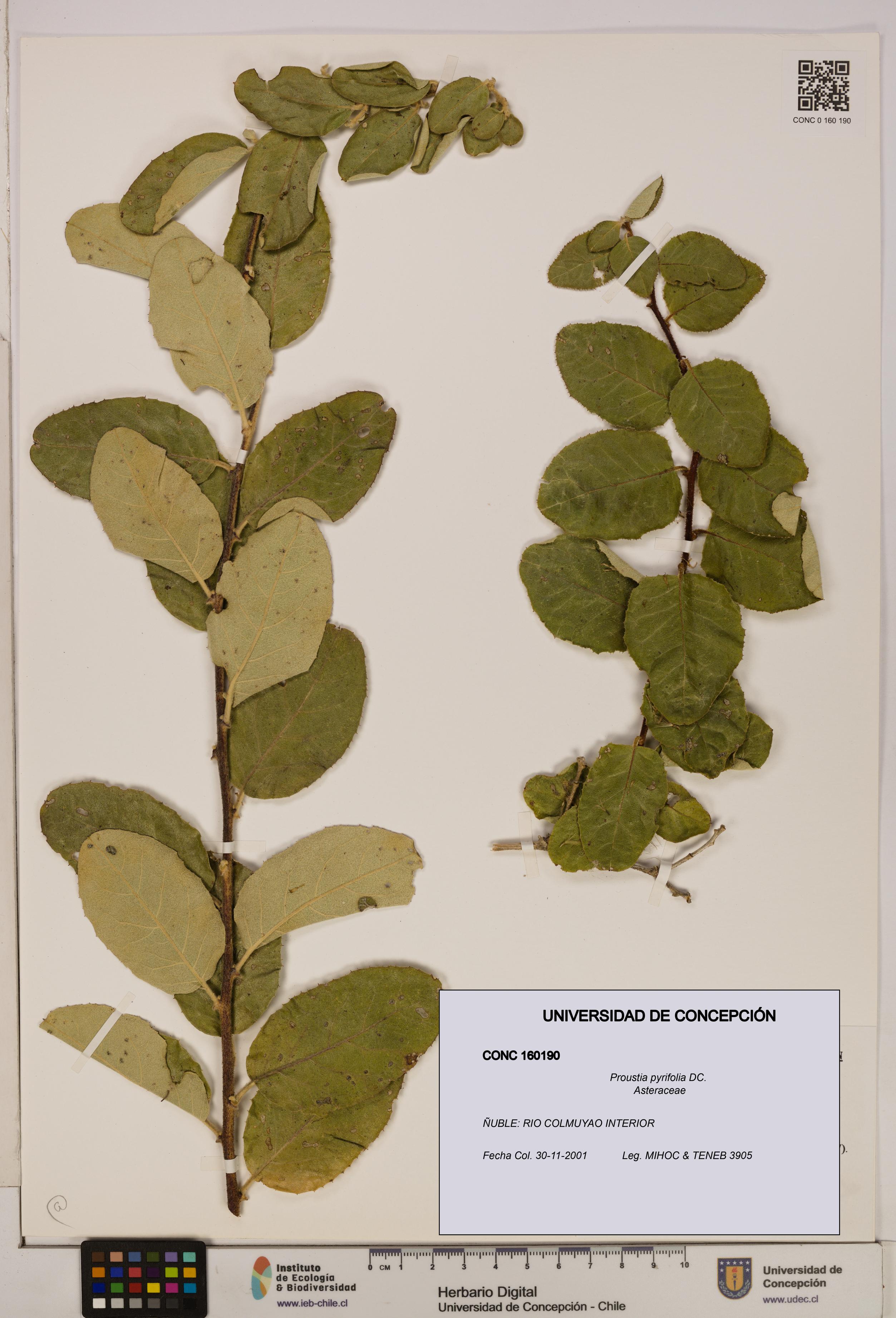 Proustia pyrifolia [Espécimen: UDEC:CONC:0160190]