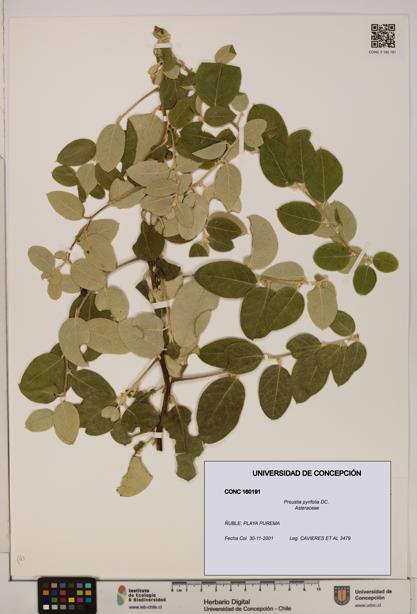 Proustia pyrifolia [Espécimen: UDEC:CONC:0160191]