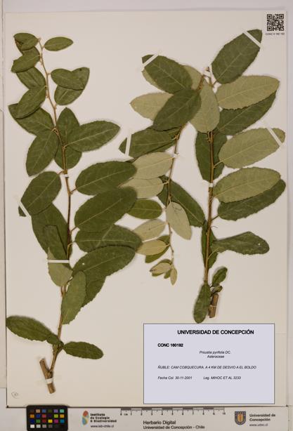 Proustia pyrifolia [Espécimen: UDEC:CONC:0160192]