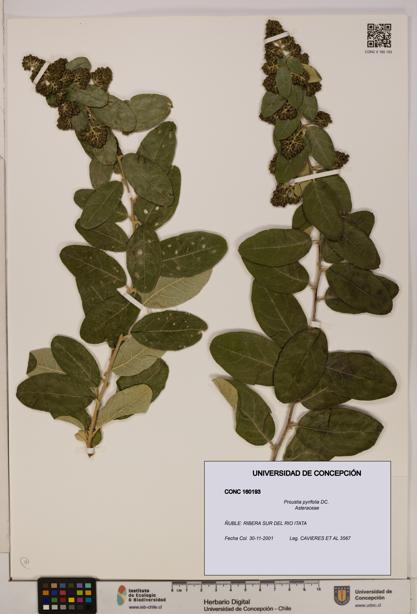 Proustia pyrifolia [Espécimen: UDEC:CONC:0160193]