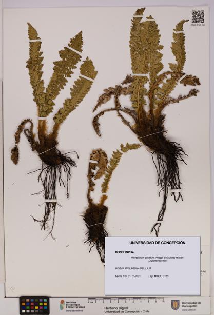 Polystichum plicatum [Espécimen: UDEC:CONC:0160194]