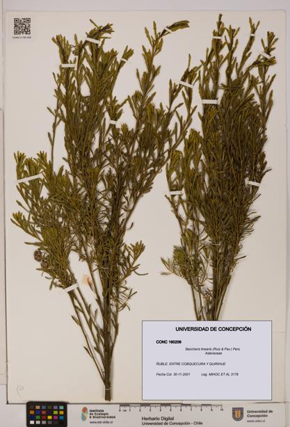 Baccharis linearis [Espécimen: UDEC:CONC:0160209]