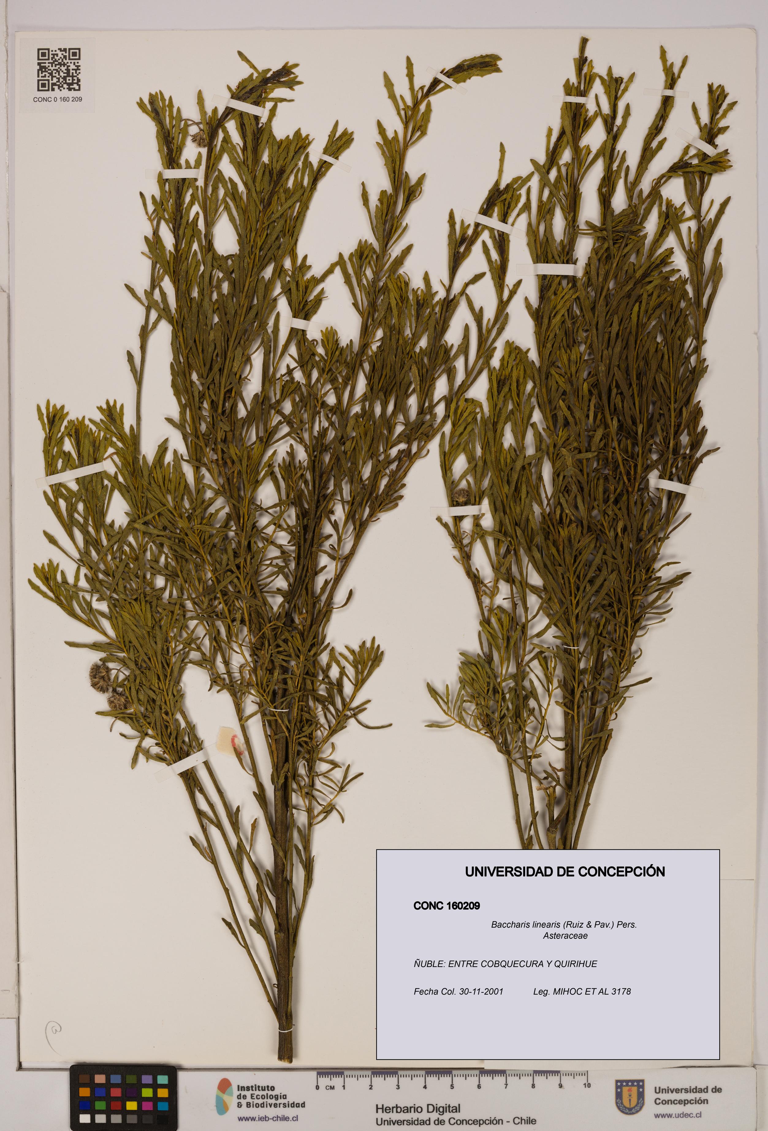 Baccharis linearis [Espécimen: UDEC:CONC:0160209]